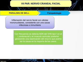 VII PAR: NERVIO CRANEAL FACIAL
Fisiopatología
Inflamación del nervio facial con células
mononucleares, consistente con una causa
infecciosa o inmunitaria
Con frecuencia se detecta ADN del VHS tipo1 en el
L endoneural y el musculo auricular posterior
generando una reactivación del virus lo que podría
ser la causa en la mayoría de los casos.
 