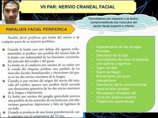 VII PAR: NERVIO CRANEAL FACIAL
Homolateral con respecto a la lesión,
comprometiendo los músculos del
sector facial superior e inferior
• Aplanamiento de las arrugas
frontales
• Descenso de la ceja
• Imposibilidad de ocluir el parpado,
con epifora o lagrimeo
• Signo de Bell
• Signo de Negro
• Borramiento del surco
nasogeniano
• Desviación de la comisura bucal
hacia el lado opuesto
• Hipoestesia alrededor del
conducto auditivo externo
• Trastornos vasomotores
 