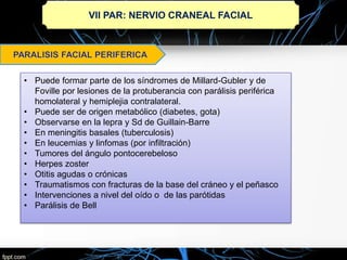 VII PAR: NERVIO CRANEAL FACIAL
• Puede formar parte de los síndromes de Millard-Gubler y de
Foville por lesiones de la protuberancia con parálisis periférica
homolateral y hemiplejia contralateral.
• Puede ser de origen metabólico (diabetes, gota)
• Observarse en la lepra y Sd de Guillain-Barre
• En meningitis basales (tuberculosis)
• En leucemias y linfomas (por infiltración)
• Tumores del ángulo pontocerebeloso
• Herpes zoster
• Otitis agudas o crónicas
• Traumatismos con fracturas de la base del cráneo y el peñasco
• Intervenciones a nivel del oído o de las parótidas
• Parálisis de Bell
 