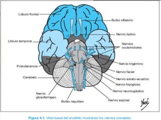 NERVIOS CRANEALES
 