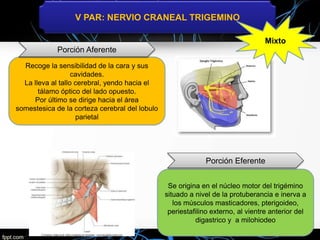 V PAR: NERVIO CRANEAL TRIGEMINO
Mixto
Recoge la sensibilidad de la cara y sus
cavidades.
La lleva al tallo cerebral, yendo hacia el
tálamo óptico del lado opuesto.
Por último se dirige hacia el área
somestesica de la corteza cerebral del lobulo
parietal
Se origina en el núcleo motor del trigémino
situado a nivel de la protuberancia e inerva a
los músculos masticadores, pterigoideo,
periestafilino externo, al vientre anterior del
digastrico y a milohiodeo
Porción Aferente
Porción Eferente
 