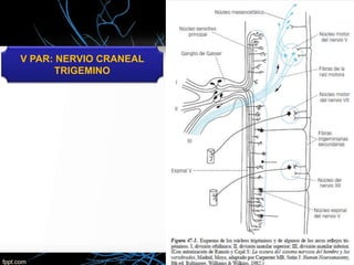 V PAR: NERVIO CRANEAL
TRIGEMINO
 