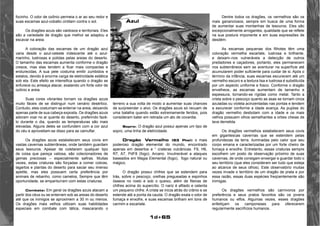 1d+65 
focinho. O odor de ozônio permeia o ar ao seu redor e 
suas escamas azul-cobalto cintilam contra o sol. 
Os dragões azuis são vaidosos e territoriais. Eles 
são a variedade de dragão que melhor se adaptou a 
escavar na areia. 
A coloração das escamas de um dragão azul 
varia desde o azul-celeste iridescente até o azul-marinho, 
lustrosas e polidas pelas areias do deserto. 
O tamanho das escamas aumenta conforme o dragão 
cresce, mas elas tendem a ficar mais compactas e 
endurecidas. A sua pele costuma emitir zumbidos e 
estalos, devido à enorme carga de eletricidade estática 
sob ela. Este efeito se intensifica quando o dragão se 
enfurece ou ameaça atacar, exalando um forte odor de 
ozônio e areia. 
Suas cores vibrantes tornam os dragões azuis 
muito fáceis de se distinguir num cenário desértico. 
Contudo, eles costumam se enterrar na areia, deixando 
apenas parte de sua cabeça exposta. Os dragões azuis 
adoram voar no ar quente do deserto, preferindo fazê-lo 
durante o dia, quando as temperaturas são mais 
elevadas. Alguns deles se confundem com a cor azul 
do céu e aproveitam-se disso para se camuflar. 
Os dragões azuis estabelecem seus covis em 
vastas cavernas subterrâneas, onde também guardam 
seus tesouros. Apesar de coletarem qualquer tipo 
de coisa que pareça valiosa, são colecionadores de 
gemas preciosas – especialmente safiras. Muitas 
vezes, estas criaturas são forçadas a comer cobras, 
lagartos e plantas do deserto para saciar seu imenso 
apetite, mas eles possuem certa preferência por 
animais de rebanho, como camelos, Sempre que têm 
oportunidade, se empanturram com estas criaturas. 
Combate: Em geral os dragões azuis atacam a 
partir dos céus ou se enterram sob as areias do deserto 
até que os inimigos se aproximem a 30 m ou menos. 
Os dragões mais velhos utilizam suas habilidades 
especiais em combate com tática, mascarando o 
Dentre todos os dragões, os vermelhos são os 
mais gananciosos, sempre em busca de uma forma 
de aumentar suas montanhas de tesouros. Eles são 
excepcionalmente arrogantes, qualidade que se reflete 
na sua postura imponente e em suas expressões de 
desdém. 
As escamas pequenas dos filhotes têm uma 
coloração vermelha escarlate, lustrosa e brilhante, 
e deixam–nos vulneráveis a detecção de outros 
predadores e caçadores, portanto, eles permanecem 
nos subterrâneos sem se aventurar na superfície até 
acumularem poder suficiente para cuidar de si. Após o 
término da infância, suas escamas escurecem até um 
vermelho escuro e a textura lisa e lustrosa é substituída 
por um aspecto uniforme e fosco. Conforme o dragão 
envelhece, as escamas aumentam de tamanho e 
espessura, tornando-se rígidas como metal. Tanto a 
crista sobre o pescoço quanto as asas se tornam cinza 
azuladas ou violeta acinzentadas nas pontas e tendem 
a escurecer conforme a idade avança. As pupilas do 
dragão vermelho desbotam com a idade e os mais 
velhos possuem olhos semelhantes a orbes cheias de 
lava derretida. 
Os dragões vermelhos estabelecem seus covis 
em gigantescas cavernas que se estendem pelas 
profundezas da terra, iluminadas pelo calor que seu 
corpo emana e caracterizadas por um forte cheiro de 
fumaça e enxofre. Entretanto, essas criaturas sempre 
escolhem um posto de observação próximo de suas 
cavernas, de onde consigam enxergar e guardar todo o 
seu território (que eles consideram ser tudo que esteja 
ao alcance de seus olhos). Este observatório muitas 
vezes invade o território de um dragão de prata e por 
essa razão, essas duas espécies freqüentemente são 
inimigas. 
Os dragões vermelhos são carnívoros por 
preferência e seus pratos favoritos são os jovens 
humanos ou elfos. Algumas vezes, esses dragões 
enfeitiçam os camponeses para oferecerem 
regularmente sacrifícios humanos. 
Azul 
terreno a sua volta de modo a aumentar suas chances 
de surpreender o alvo. Os dragões azuis só recuam de 
uma batalha quando estão extremamente feridos, pois 
consideram bater em retirada um ato de covardia. 
Sopro: O dragão azul possui apenas um tipo de 
sopro, uma linha de eletricidade. 
Dragão Vermelho (53 Pts): o mais 
poderoso dragão elemental do mundo, encontrado 
apenas em desertos e “ crateras vulcânicas. F9, H6, 
R7, A7, PdF8 (fogo). Arcano. Invulnerável a ataques 
baseados em Magia Elemental (fogo), fogo natural ou 
mágico. 
O dragão possui chifres que se estendem para 
trás, sobre o pescoço, orelhas pregueadas e espinhos 
ósseos no rosto e sob o queixo, além de fileiras de 
chifres acima do supercílio. O nariz é afilado e ostenta 
um pequeno chifre. A crista se inicia atrás do crânio e se 
estende até a ponta da cauda. O dragão exala o odor de 
fumaça e enxofre, e suas escamas brilham em tons de 
carmim e escarlate. 
 