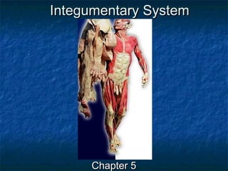 Integumentary SystemIntegumentary System
Chapter 5Chapter 5
 