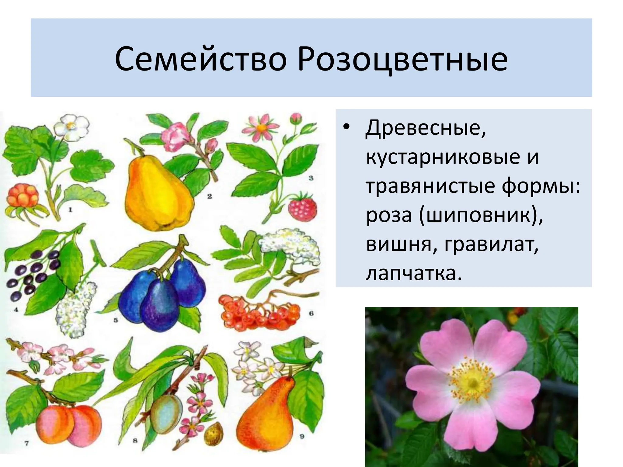 Семейство Розоцветные
• Древесные,
кустарниковые и
травянистые формы:
роза (шиповник),
вишня, гравилат,
лапчатка.
 