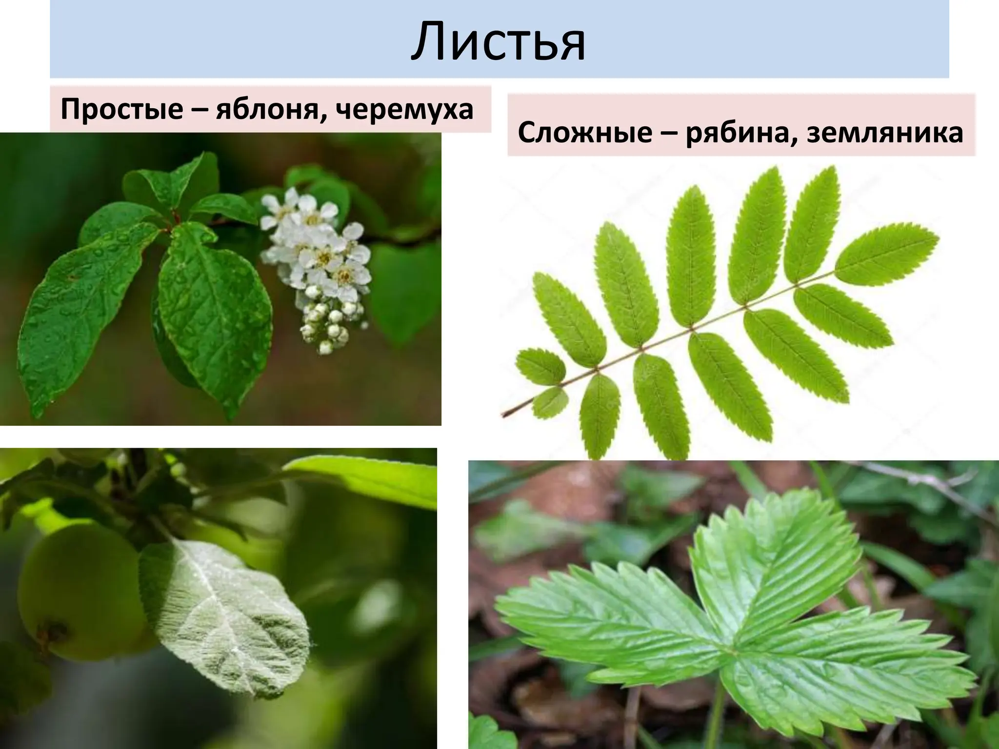 Листья
Простые – яблоня, черемуха
Сложные – рябина, земляника
 