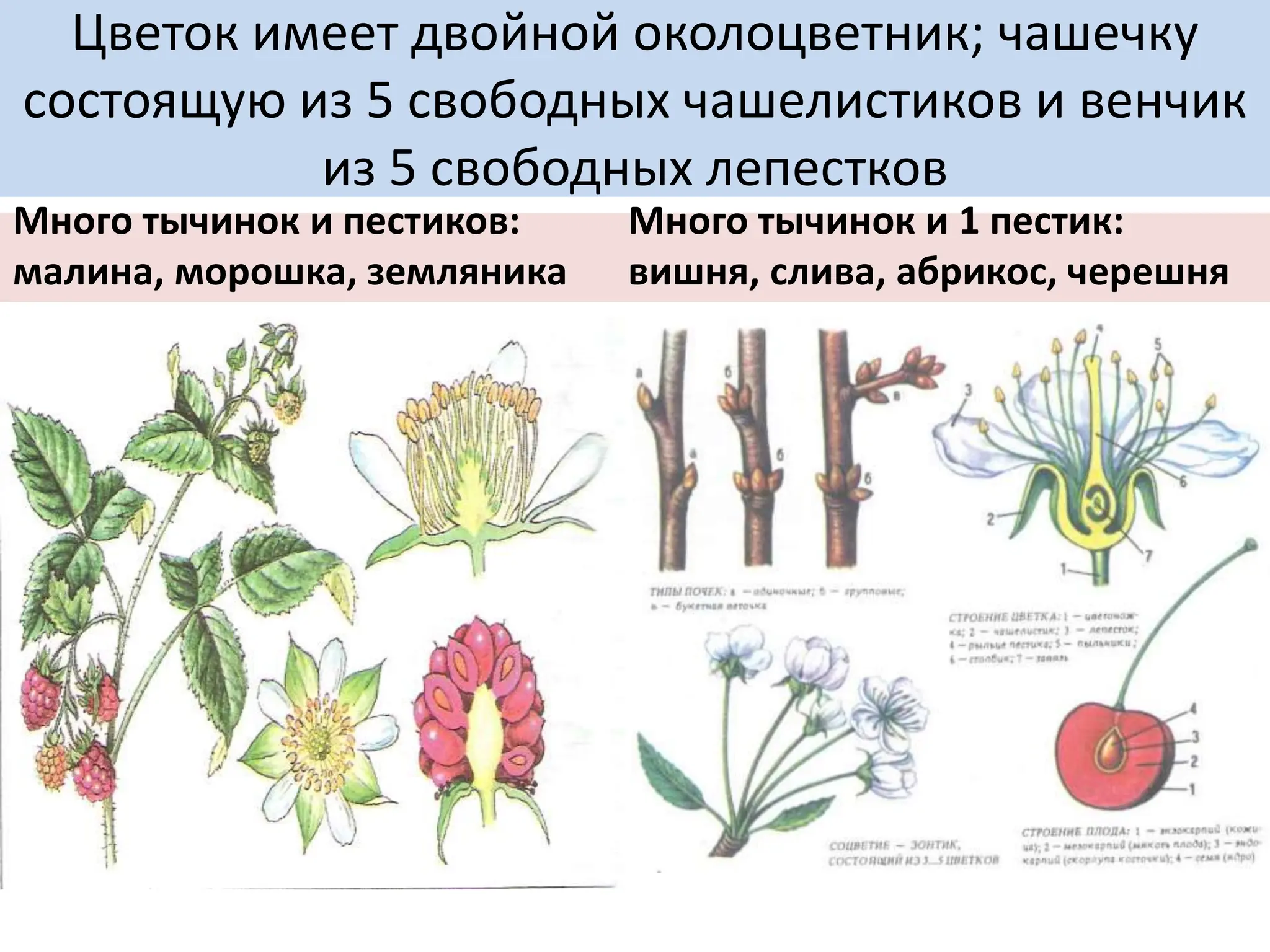 Цветок имеет двойной околоцветник; чашечку
состоящую из 5 свободных чашелистиков и венчик
из 5 свободных лепестков
Много тычинок и пестиков:
малина, морошка, земляника
Много тычинок и 1 пестик:
вишня, слива, абрикос, черешня
 