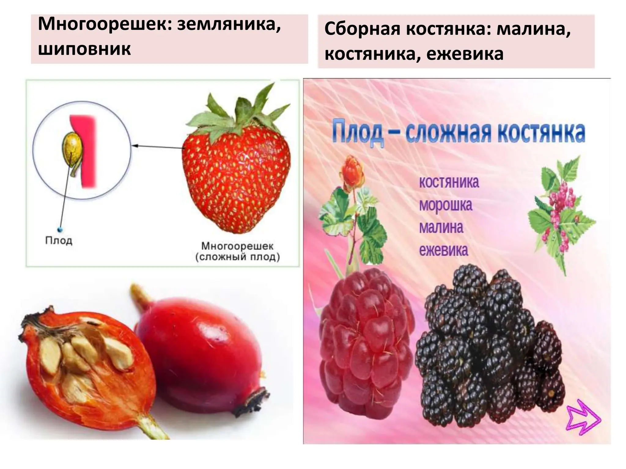 Многоорешек: земляника,
шиповник
Сборная костянка: малина,
костяника, ежевика
 