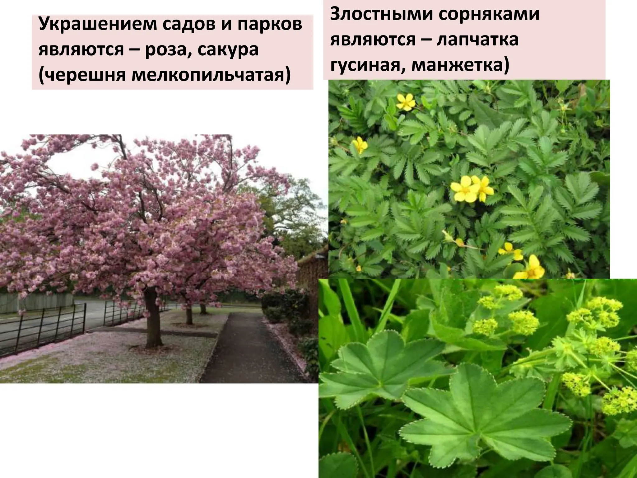Украшением садов и парков
являются – роза, сакура
(черешня мелкопильчатая)
Злостными сорняками
являются – лапчатка
гусиная, манжетка)
 