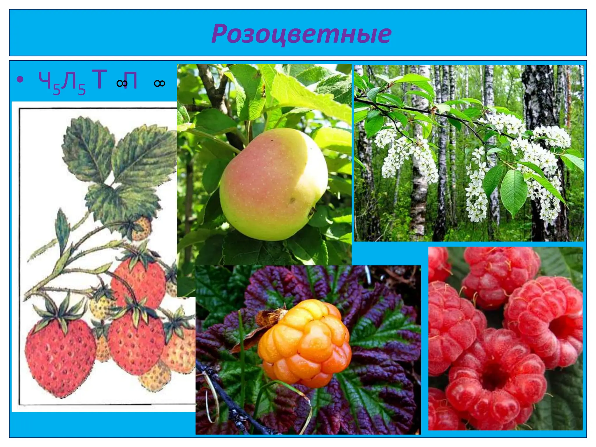 Розоцветные
• Ч5Л5 Т П
8
8
 