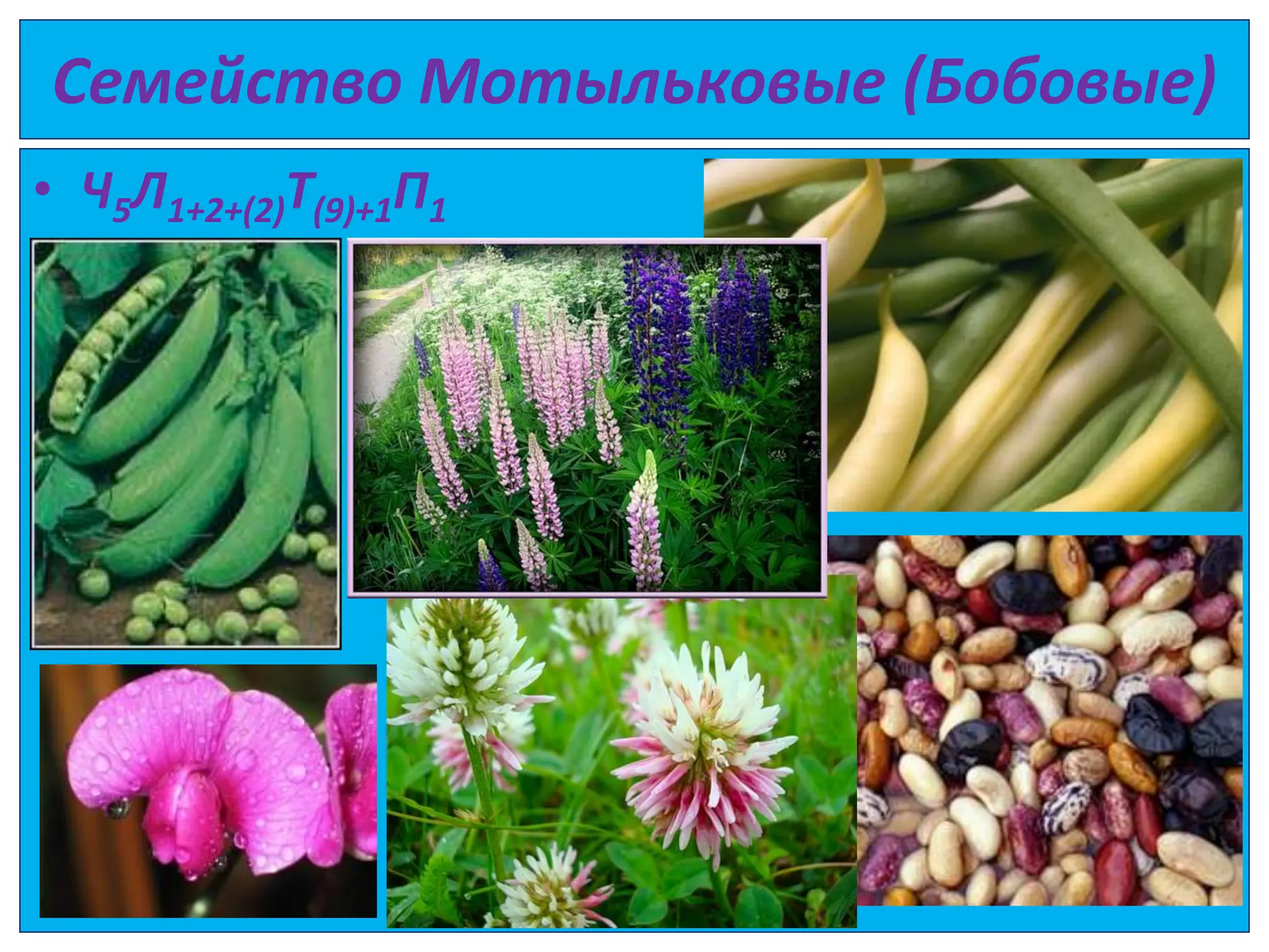 Семейство Мотыльковые (Бобовые)
• Ч5Л1+2+(2)Т(9)+1П1
 