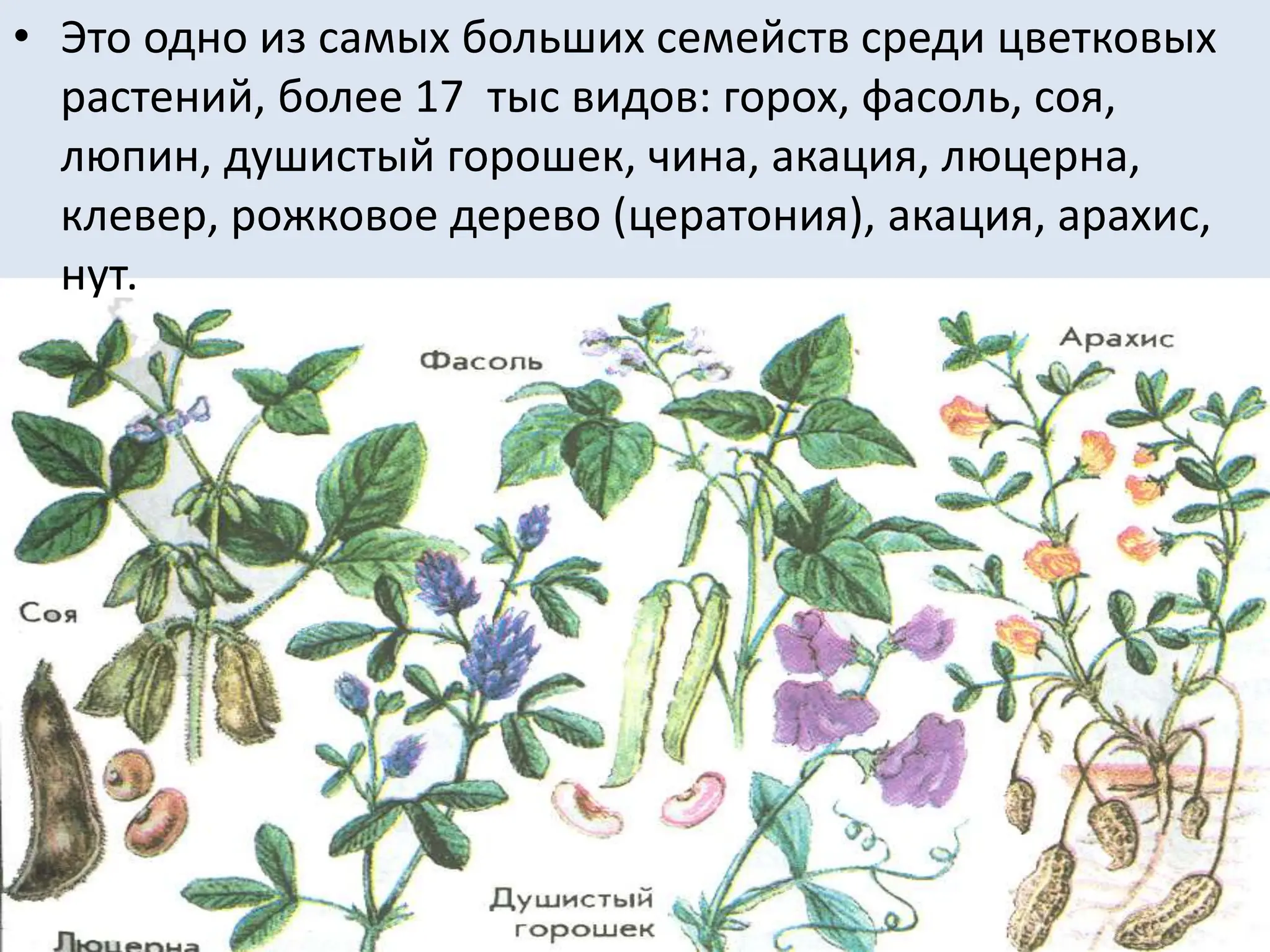 • Это одно из самых больших семейств среди цветковых
растений, более 17 тыс видов: горох, фасоль, соя,
люпин, душистый горошек, чина, акация, люцерна,
клевер, рожковое дерево (цератония), акация, арахис,
нут.
 