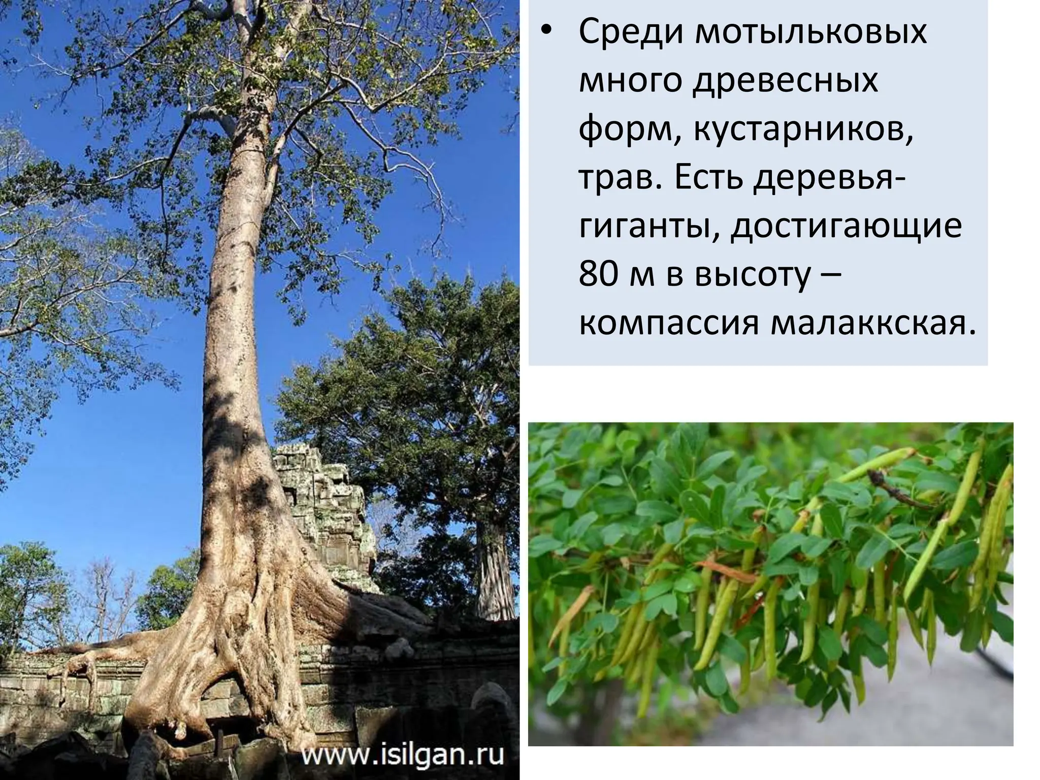 • Среди мотыльковых
много древесных
форм, кустарников,
трав. Есть деревья-
гиганты, достигающие
80 м в высоту –
компассия малаккская.
 