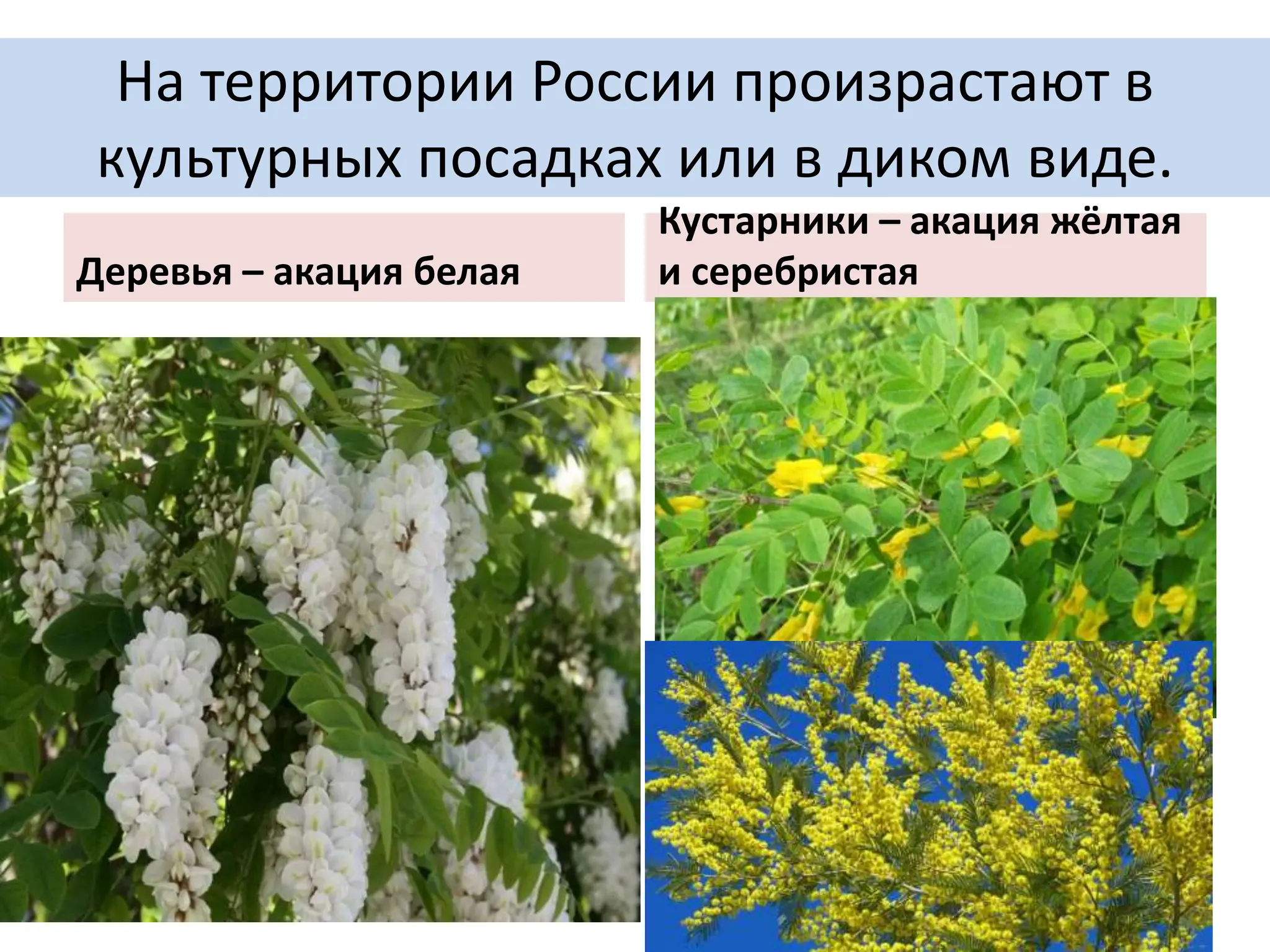 На территории России произрастают в
культурных посадках или в диком виде.
Деревья – акация белая
Кустарники – акация жёлтая
и серебристая
 