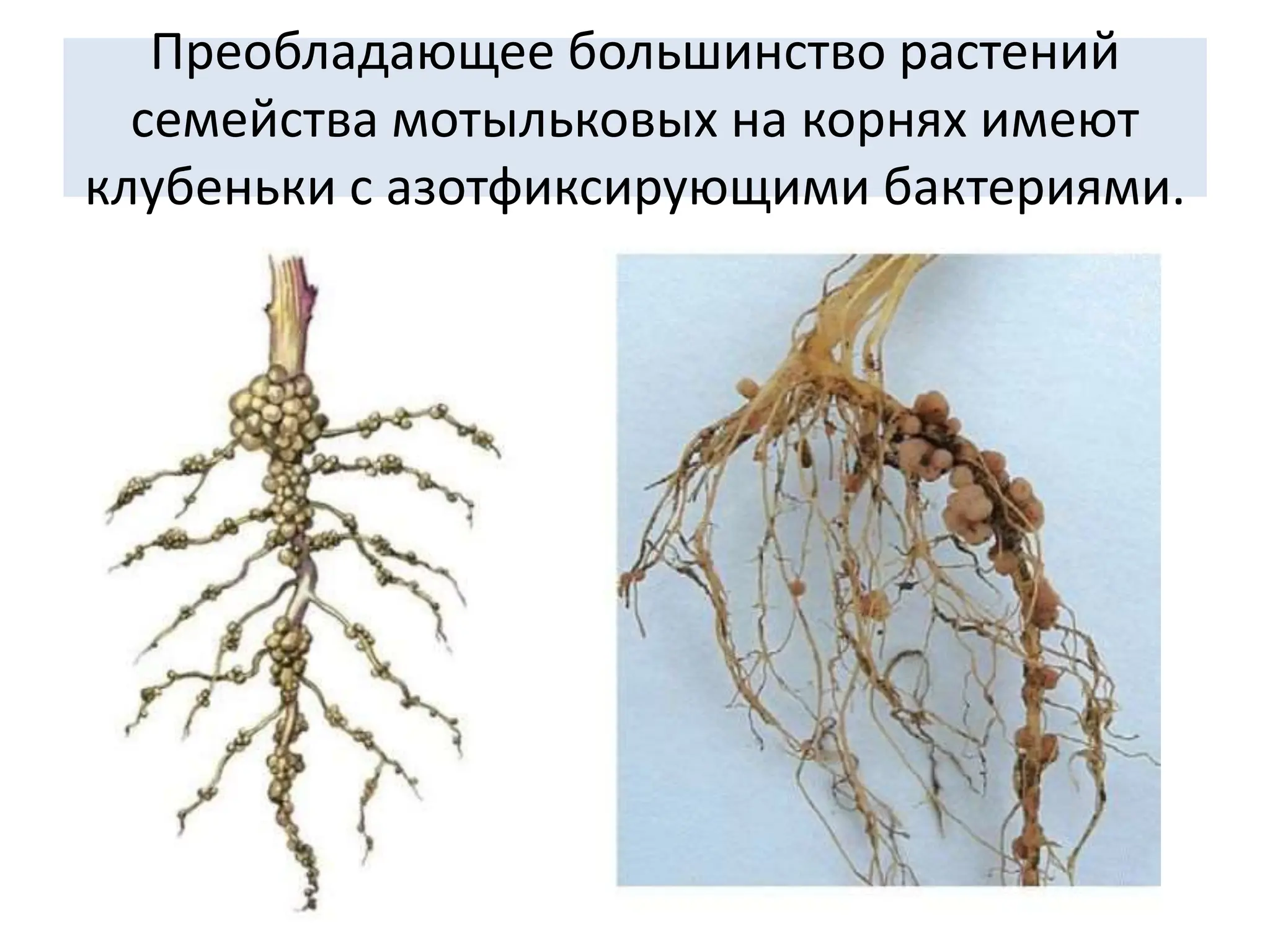 Преобладающее большинство растений
семейства мотыльковых на корнях имеют
клубеньки с азотфиксирующими бактериями.
 