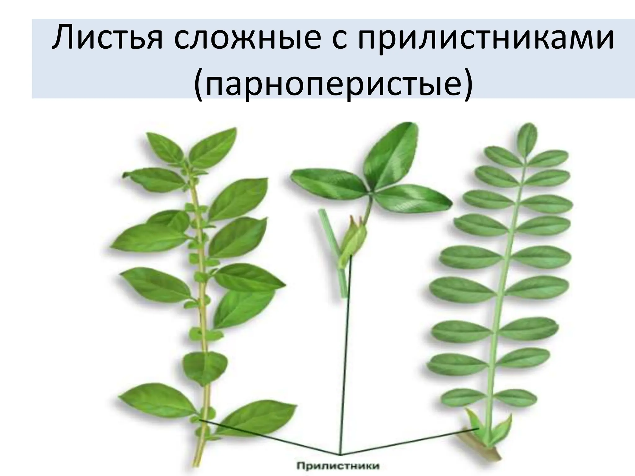 Листья сложные с прилистниками
(парноперистые)
 