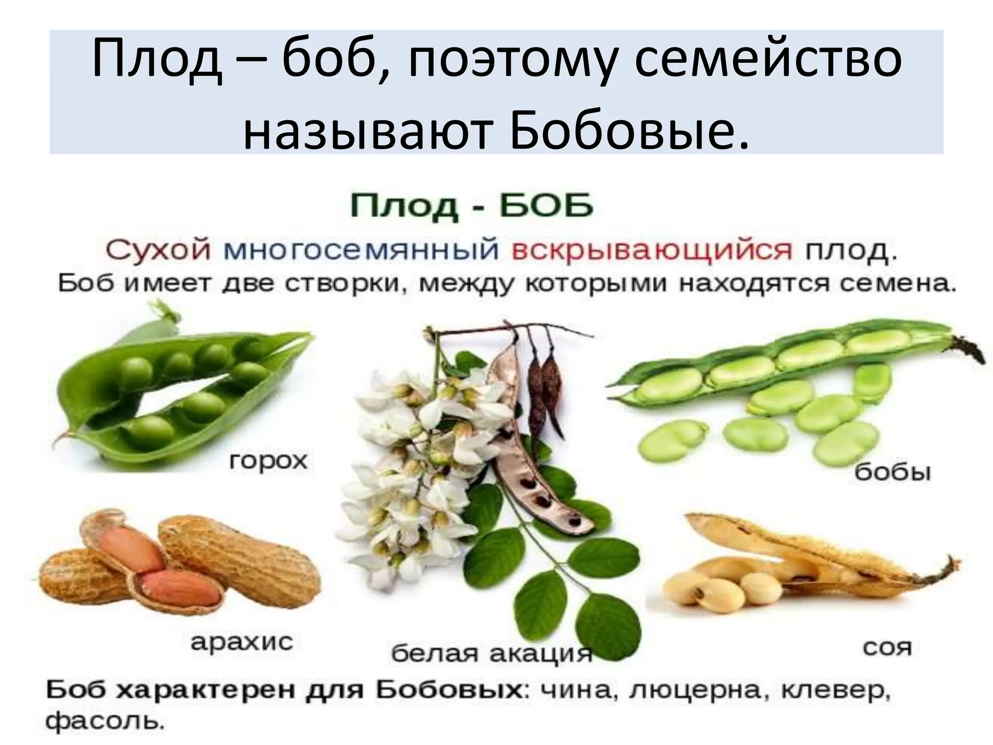 Плод – боб, поэтому семейство
называют Бобовые.
 
