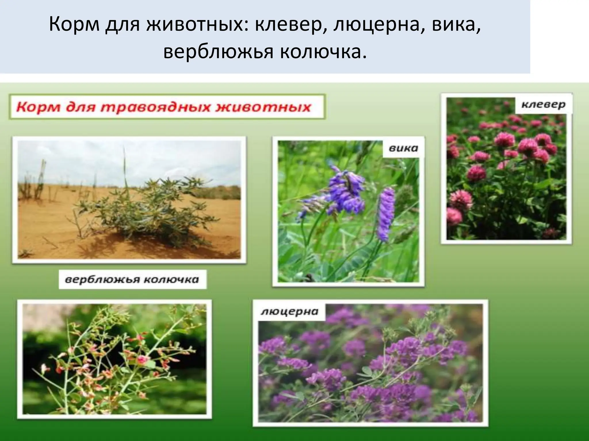 Корм для животных: клевер, люцерна, вика,
верблюжья колючка.
 