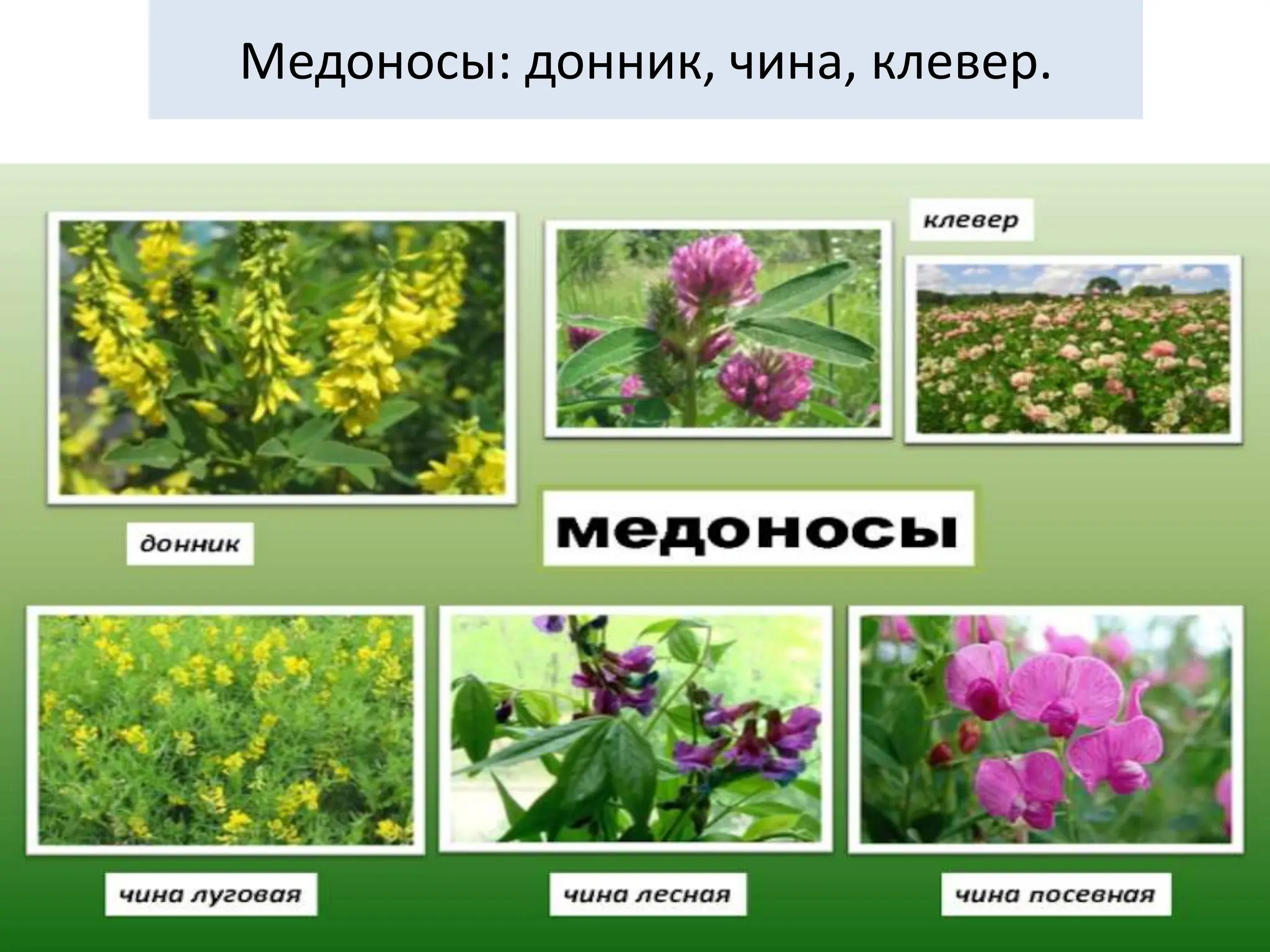 Медоносы: донник, чина, клевер.
 