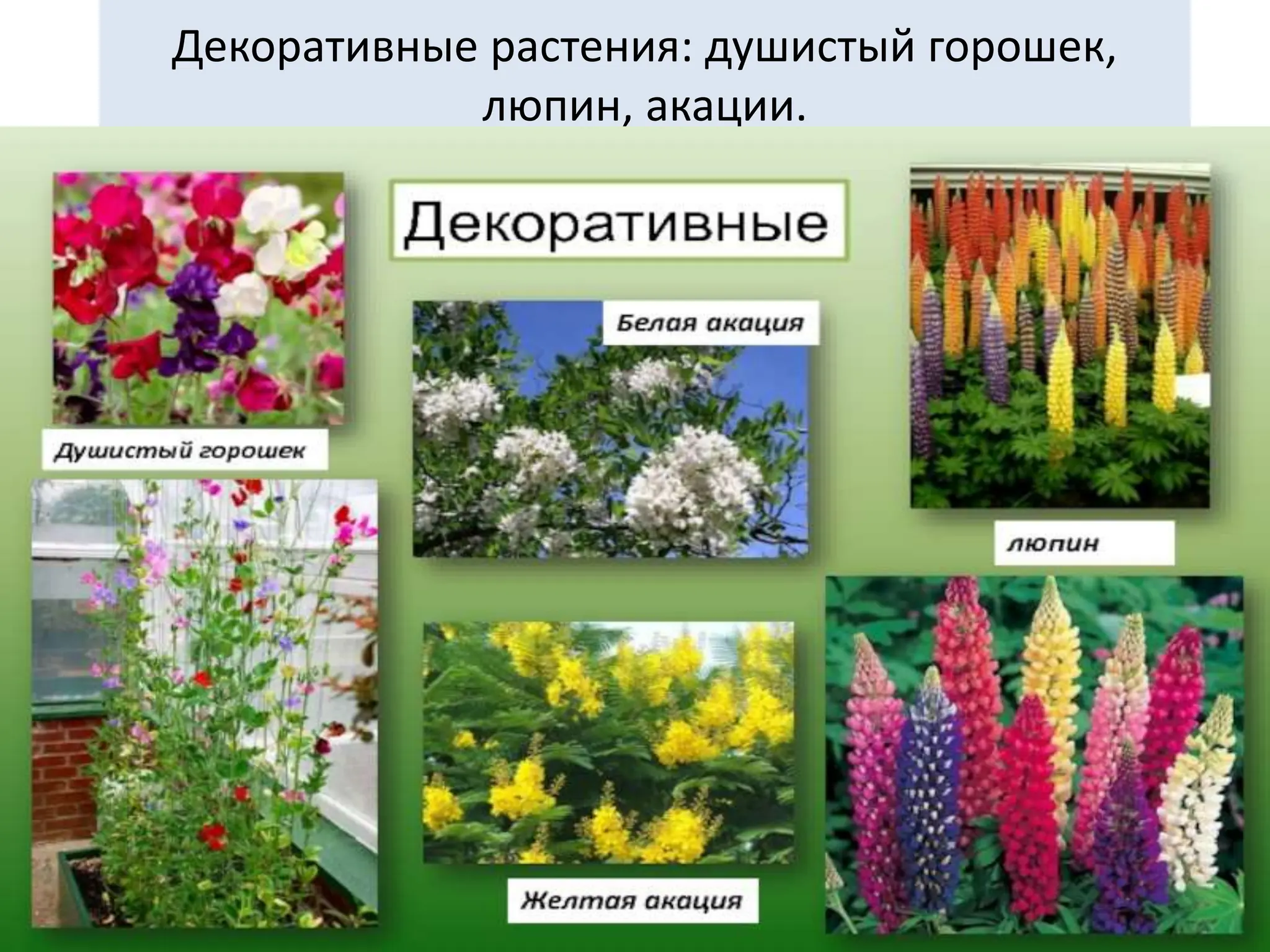 Декоративные растения: душистый горошек,
люпин, акации.
 