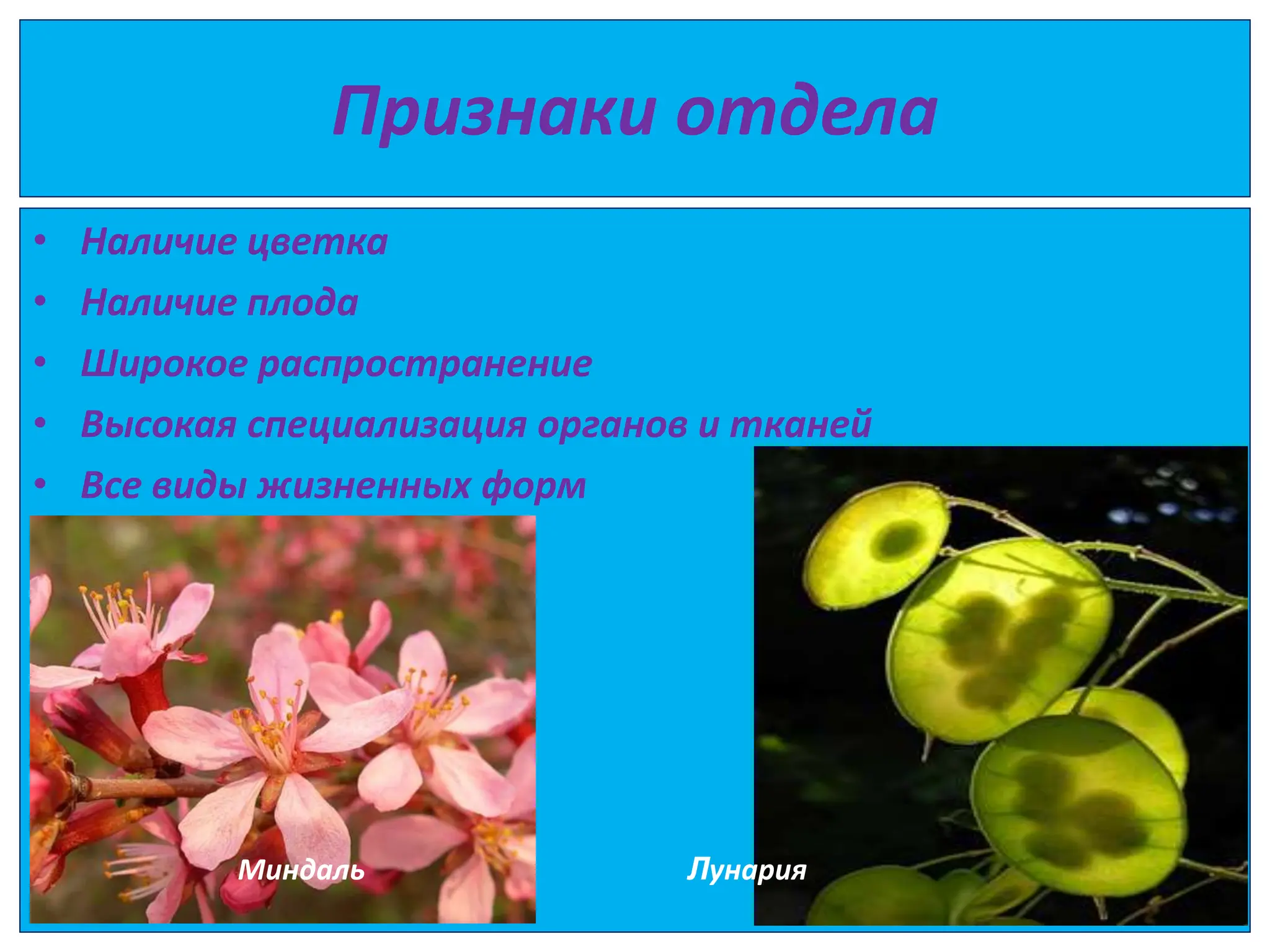 Признаки отдела
• Наличие цветка
• Наличие плода
• Широкое распространение
• Высокая специализация органов и тканей
• Все виды жизненных форм
Миндаль Лунария
 
