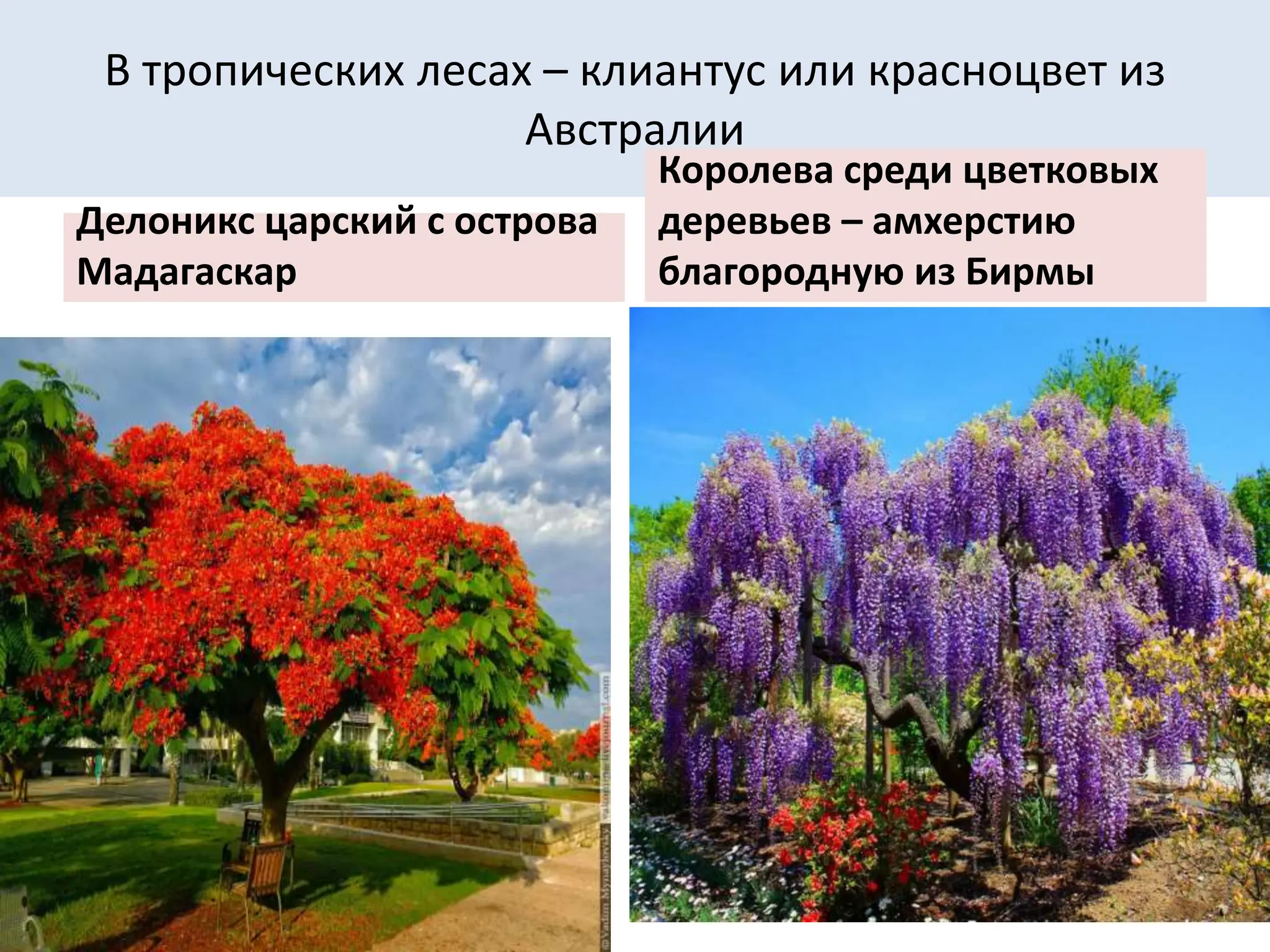 В тропических лесах – клиантус или красноцвет из
Австралии
Делоникс царский с острова
Мадагаскар
Королева среди цветковых
деревьев – амхерстию
благородную из Бирмы
 