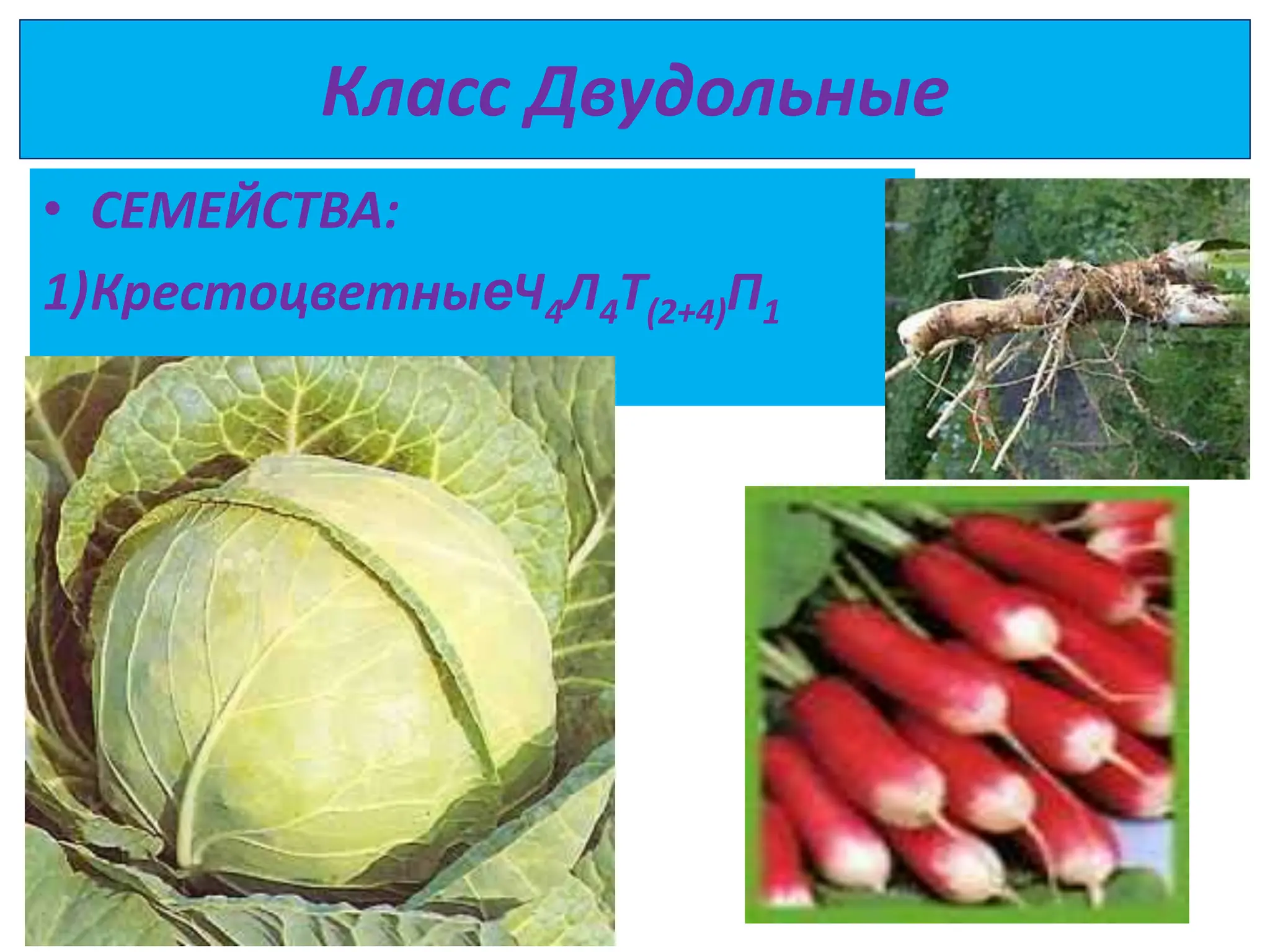 Класс Двудольные
• СЕМЕЙСТВА:
1)КрестоцветныеЧ4Л4Т(2+4)П1
 