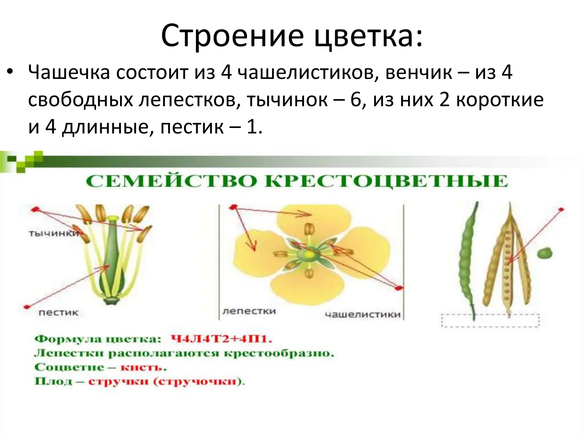 Строение цветка:
• Чашечка состоит из 4 чашелистиков, венчик – из 4
свободных лепестков, тычинок – 6, из них 2 короткие
и 4 длинные, пестик – 1.
 