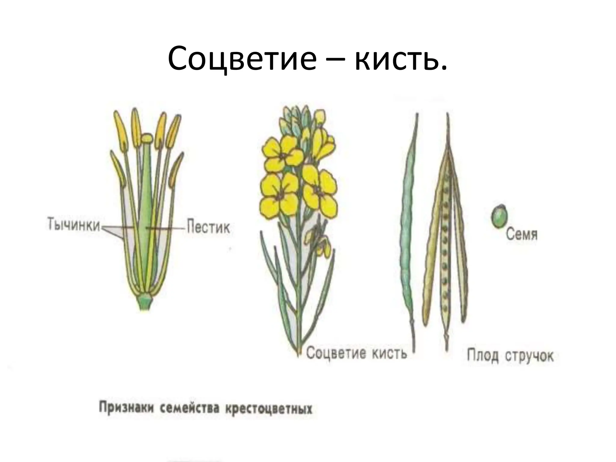 Соцветие – кисть.
 