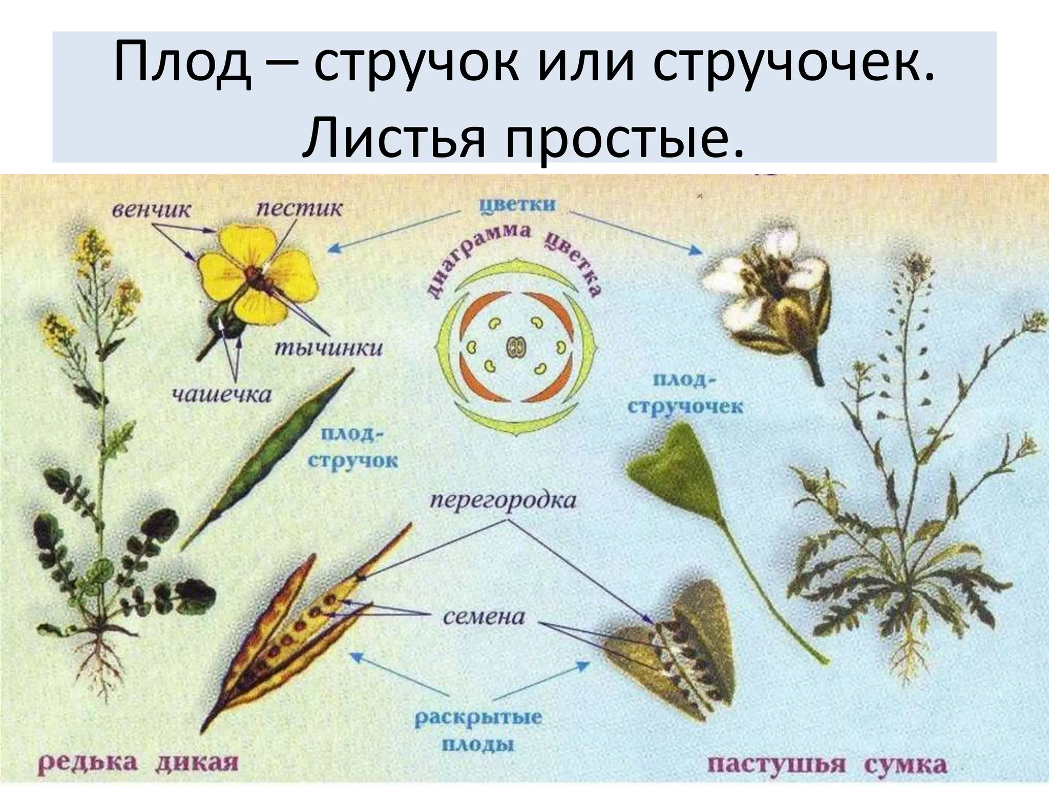 Плод – стручок или стручочек.
Листья простые.
 