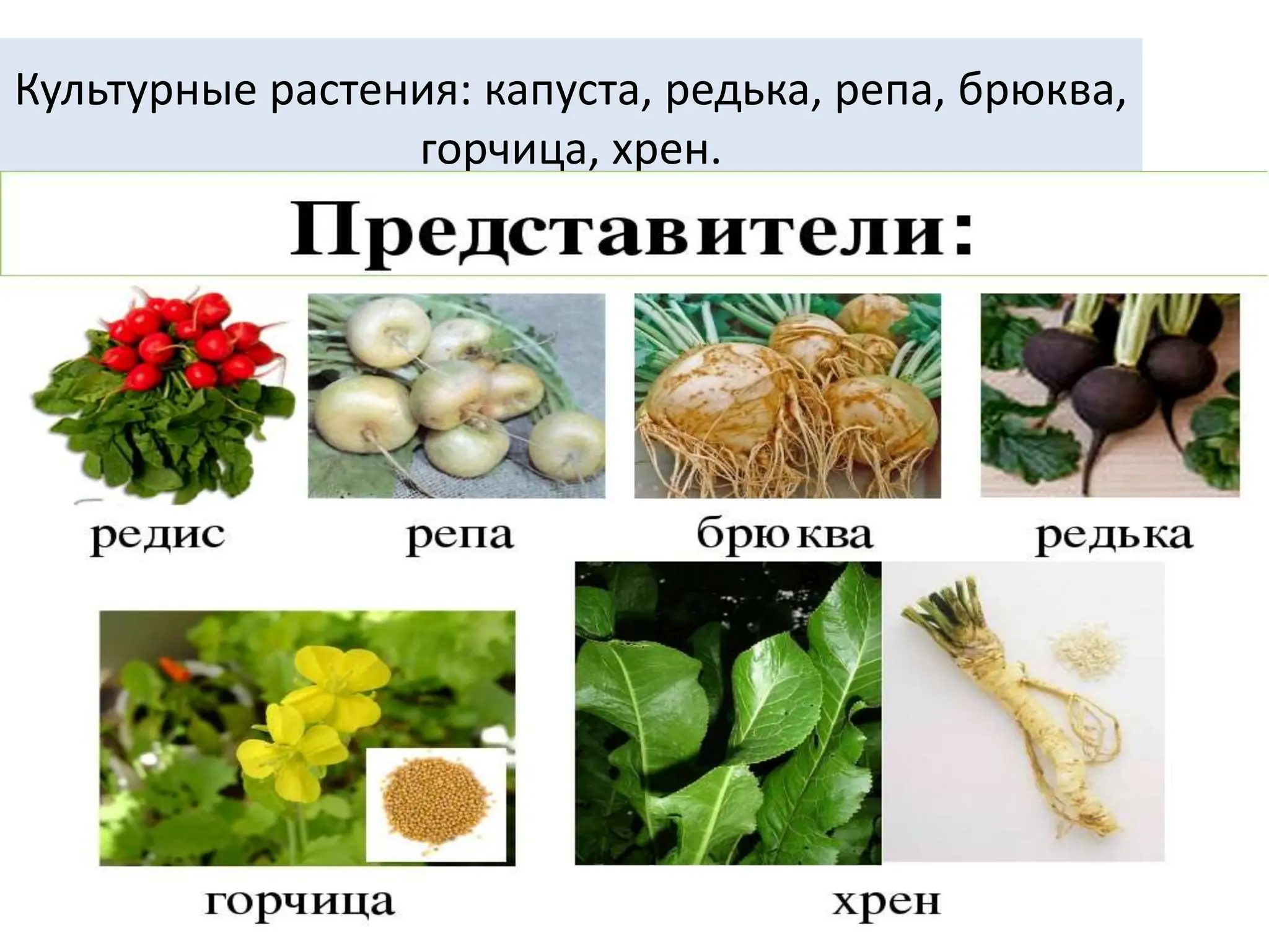 Культурные растения: капуста, редька, репа, брюква,
горчица, хрен.
 