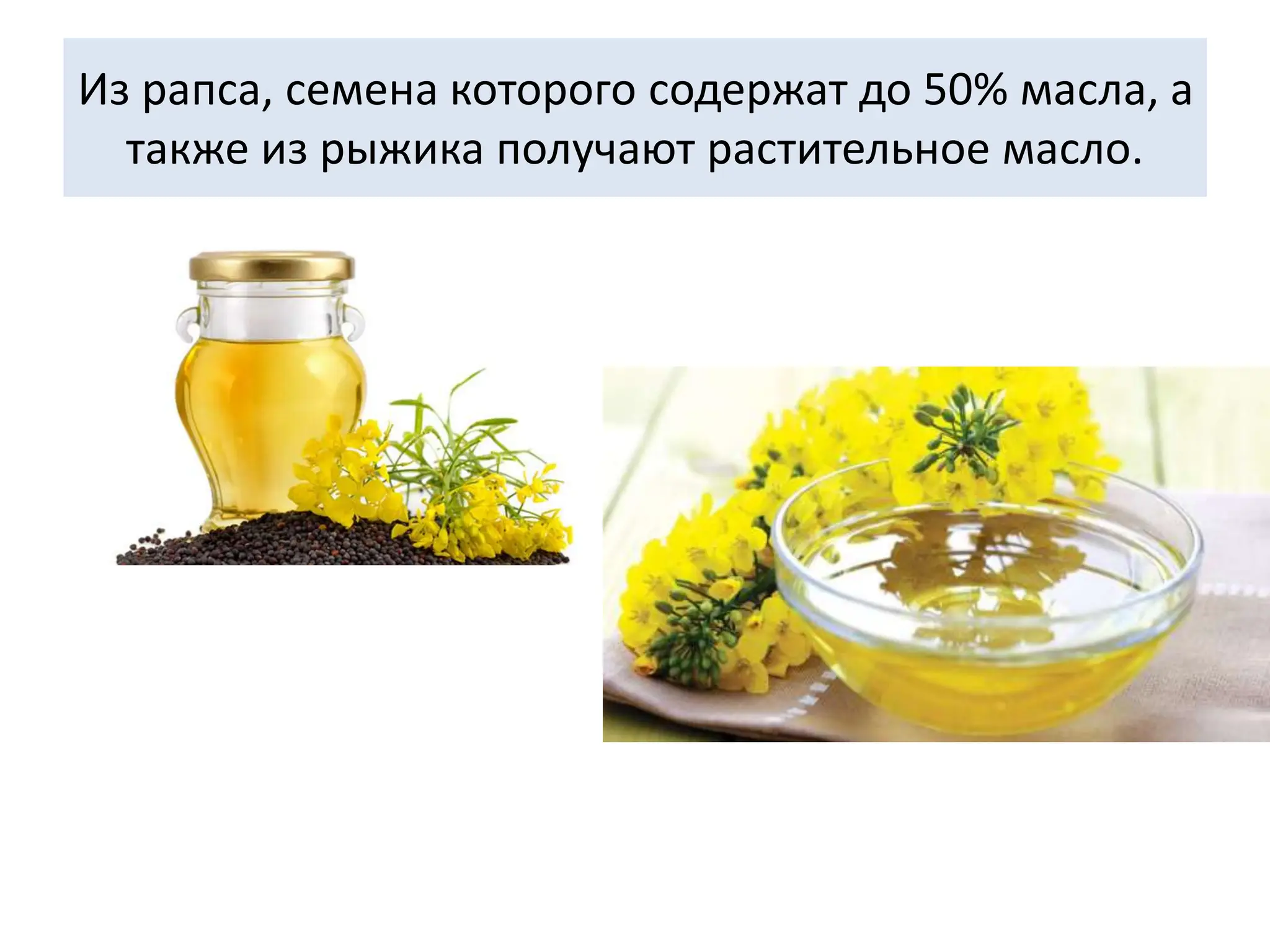 Из рапса, семена которого содержат до 50% масла, а
также из рыжика получают растительное масло.
 