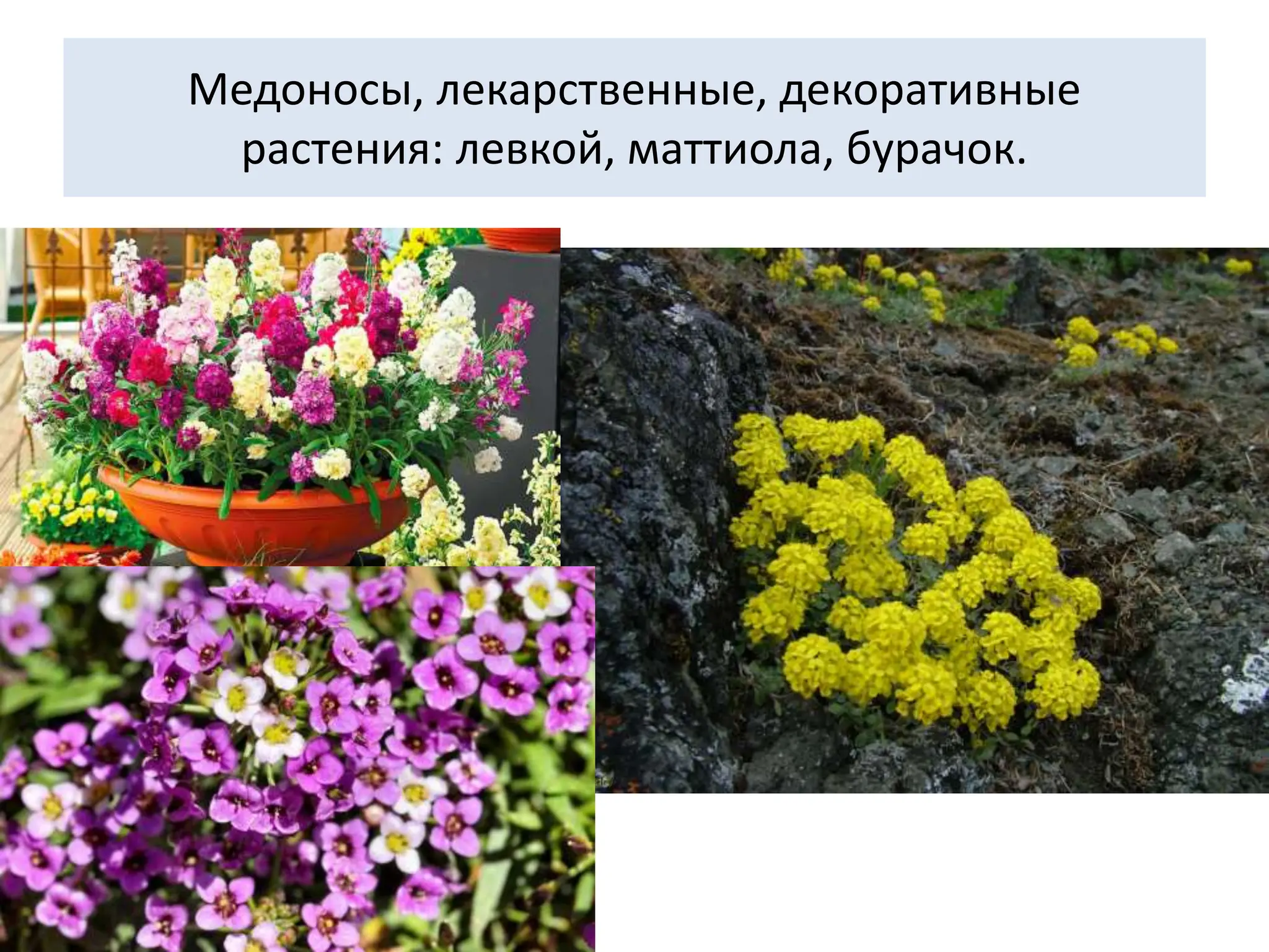 Медоносы, лекарственные, декоративные
растения: левкой, маттиола, бурачок.
 