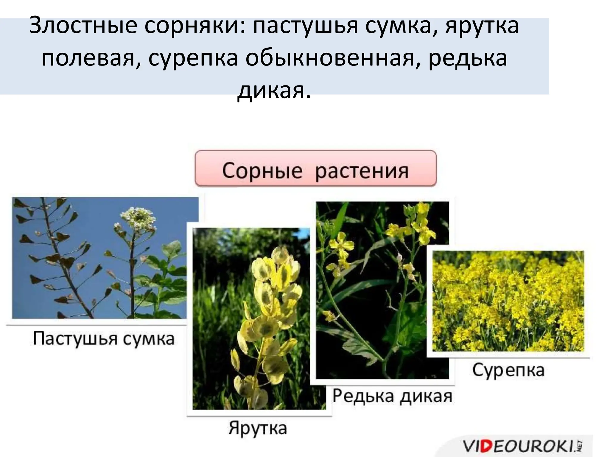 Злостные сорняки: пастушья сумка, ярутка
полевая, сурепка обыкновенная, редька
дикая.
 