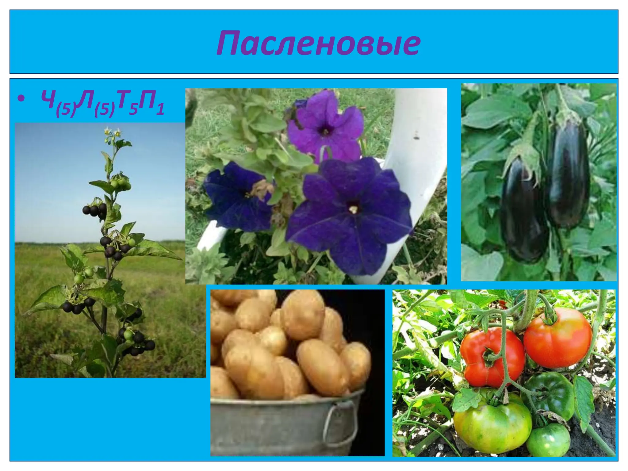 Пасленовые
• Ч(5)Л(5)Т5П1
 