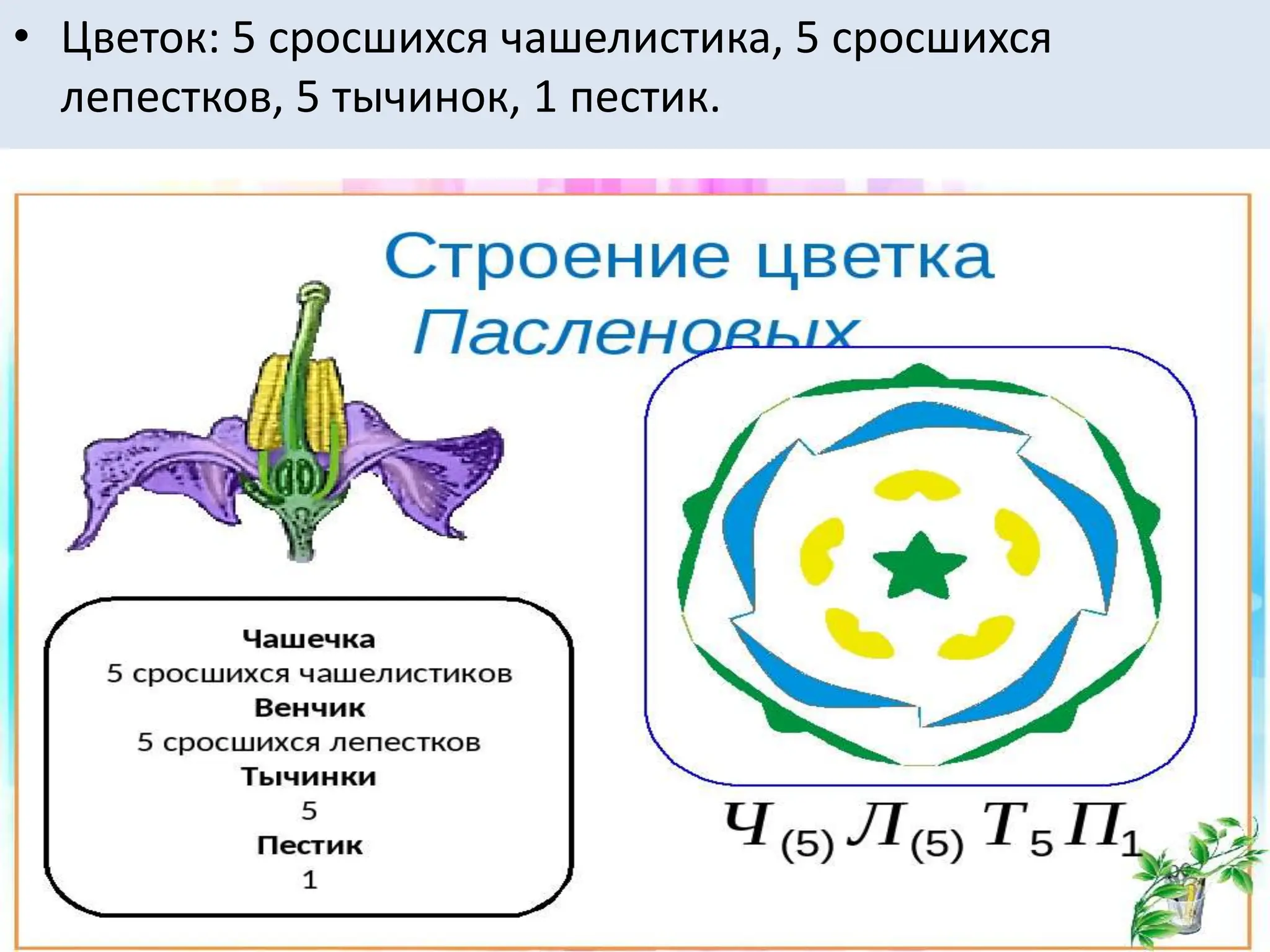 • Цветок: 5 сросшихся чашелистика, 5 сросшихся
лепестков, 5 тычинок, 1 пестик.
 