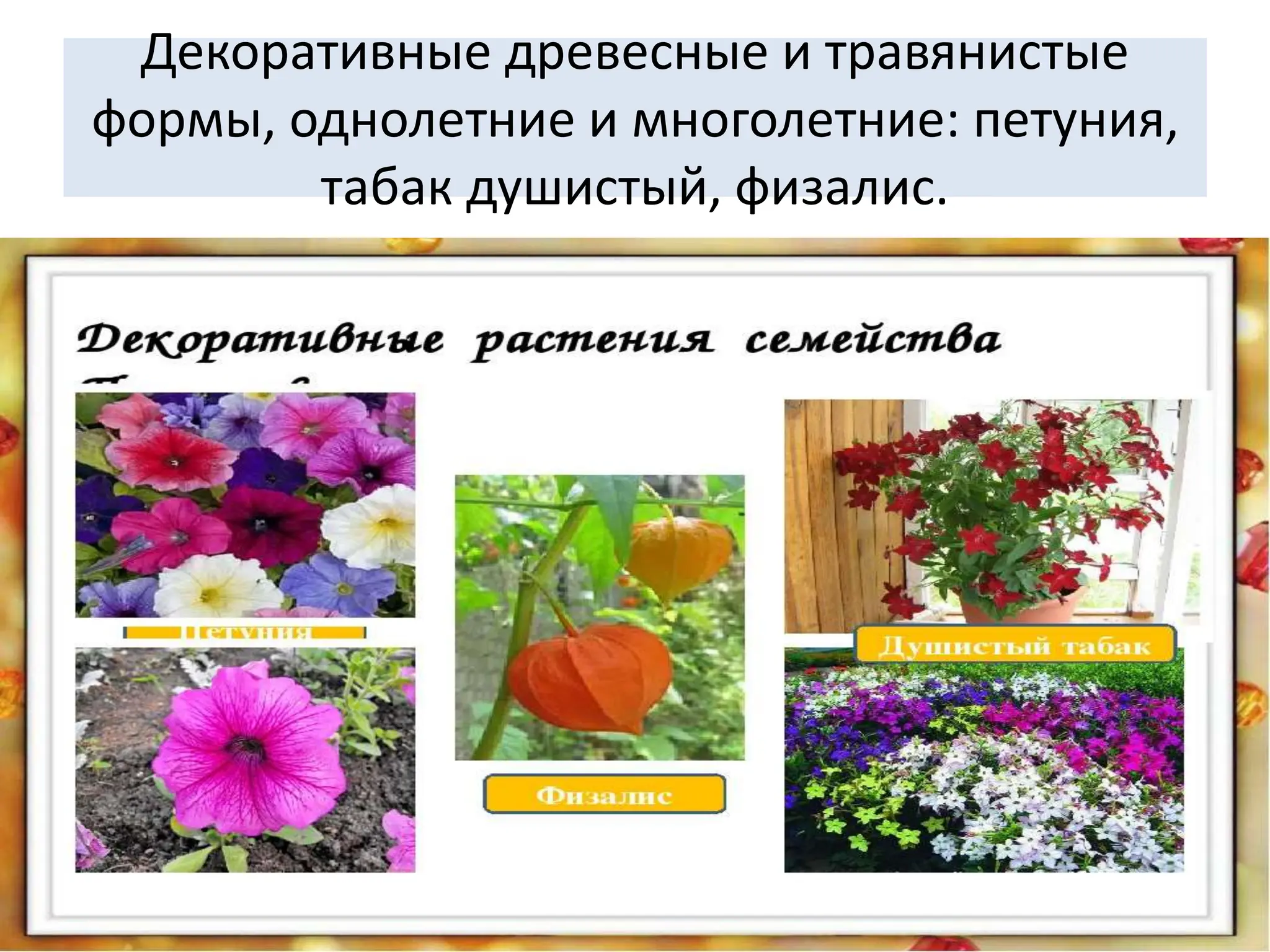 Декоративные древесные и травянистые
формы, однолетние и многолетние: петуния,
табак душистый, физалис.
 