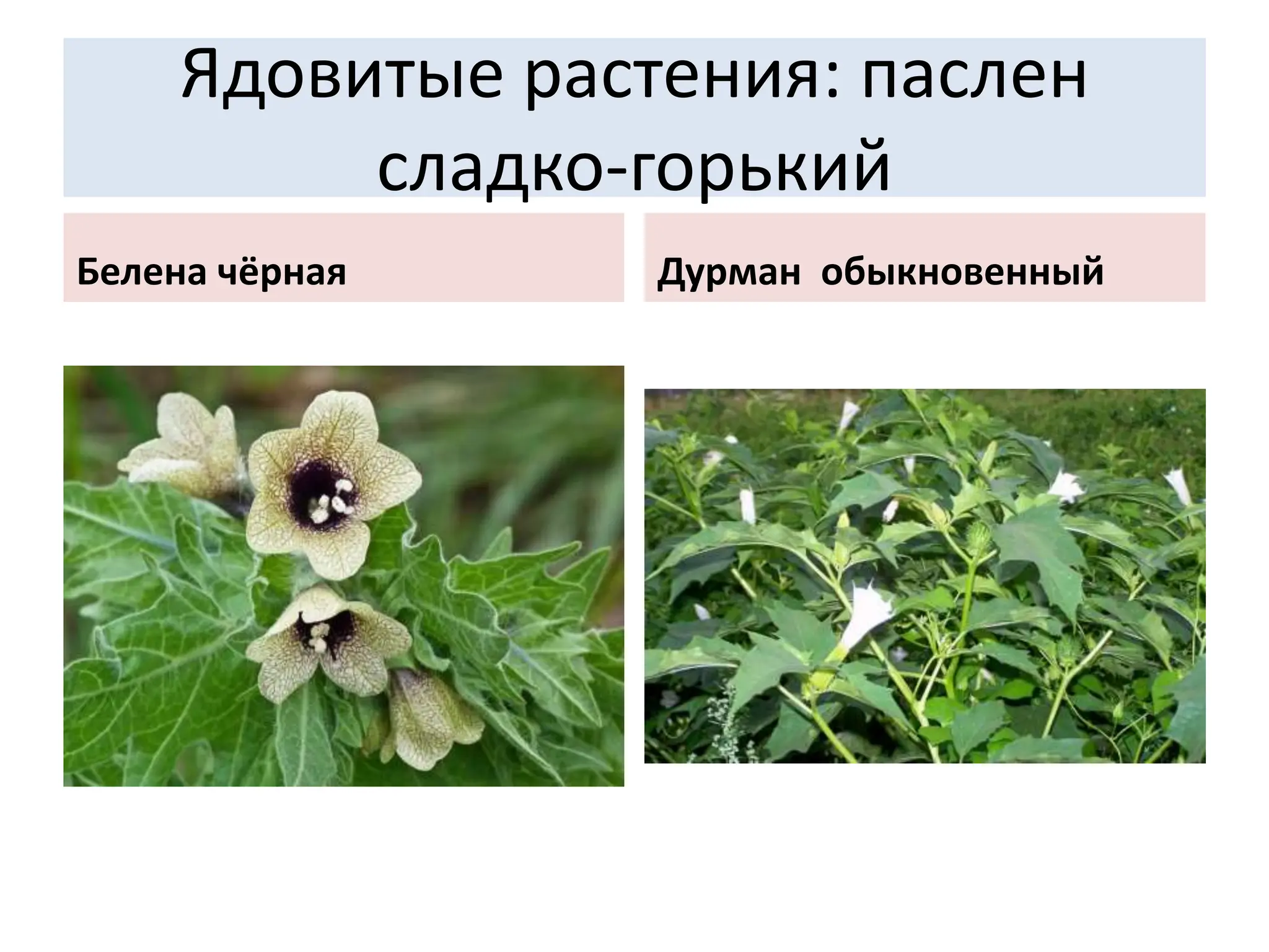 Ядовитые растения: паслен
сладко-горький
Белена чёрная Дурман обыкновенный
 