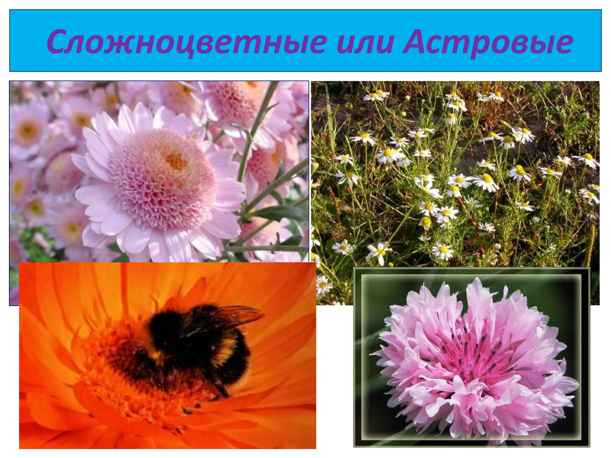 Сложноцветные или Астровые
 