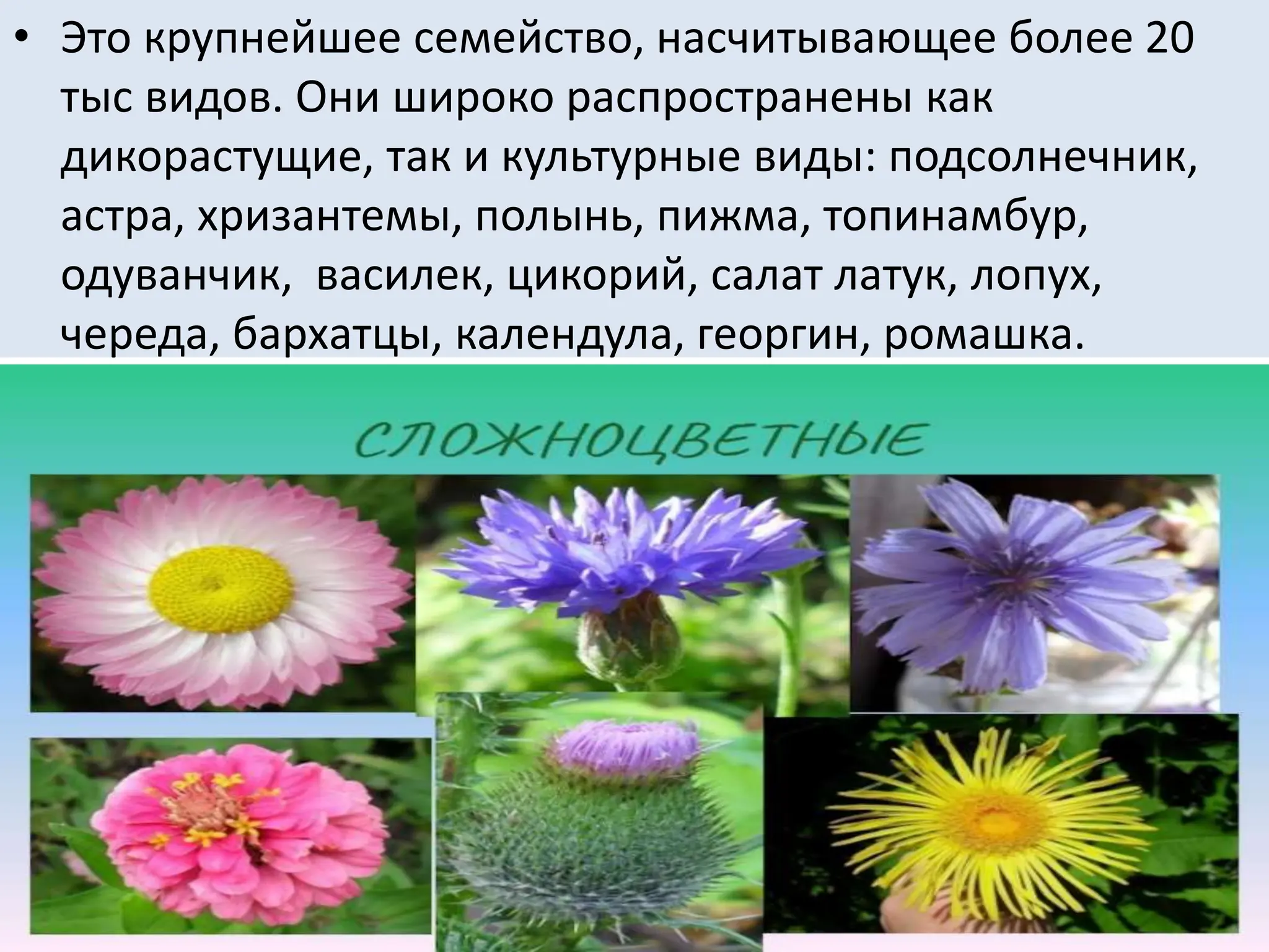 • Это крупнейшее семейство, насчитывающее более 20
тыс видов. Они широко распространены как
дикорастущие, так и культурные виды: подсолнечник,
астра, хризантемы, полынь, пижма, топинамбур,
одуванчик, василек, цикорий, салат латук, лопух,
череда, бархатцы, календула, георгин, ромашка.
 