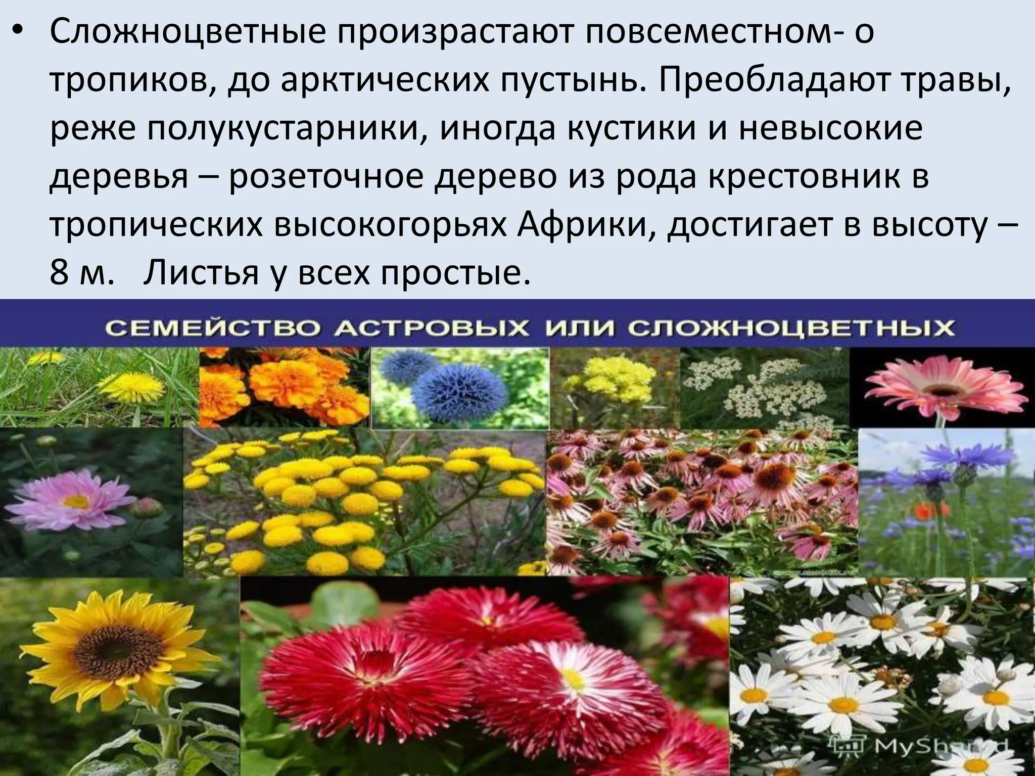 • Сложноцветные произрастают повсеместном- о
тропиков, до арктических пустынь. Преобладают травы,
реже полукустарники, иногда кустики и невысокие
деревья – розеточное дерево из рода крестовник в
тропических высокогорьях Африки, достигает в высоту –
8 м. Листья у всех простые.
 