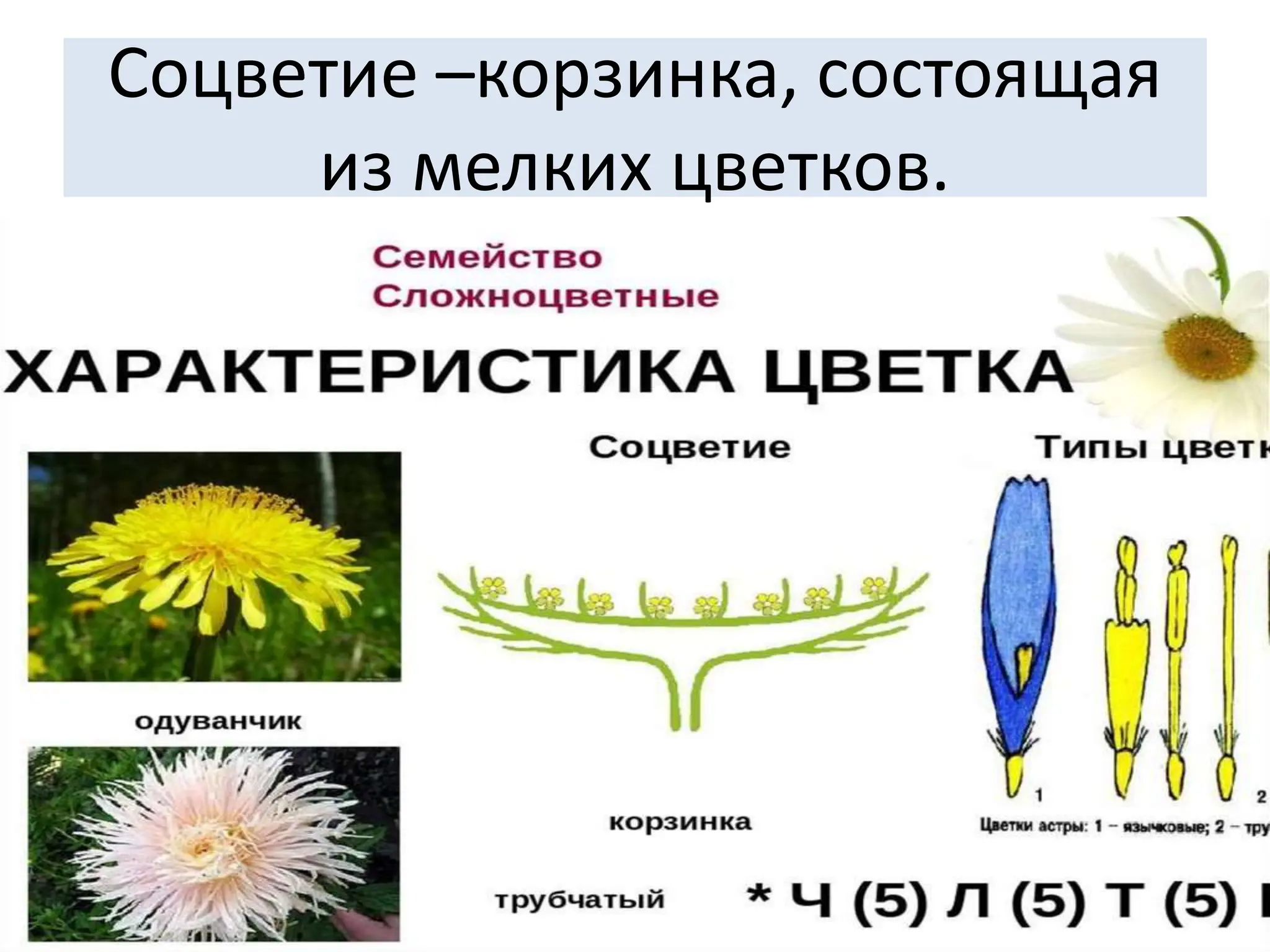 Соцветие –корзинка, состоящая
из мелких цветков.
 