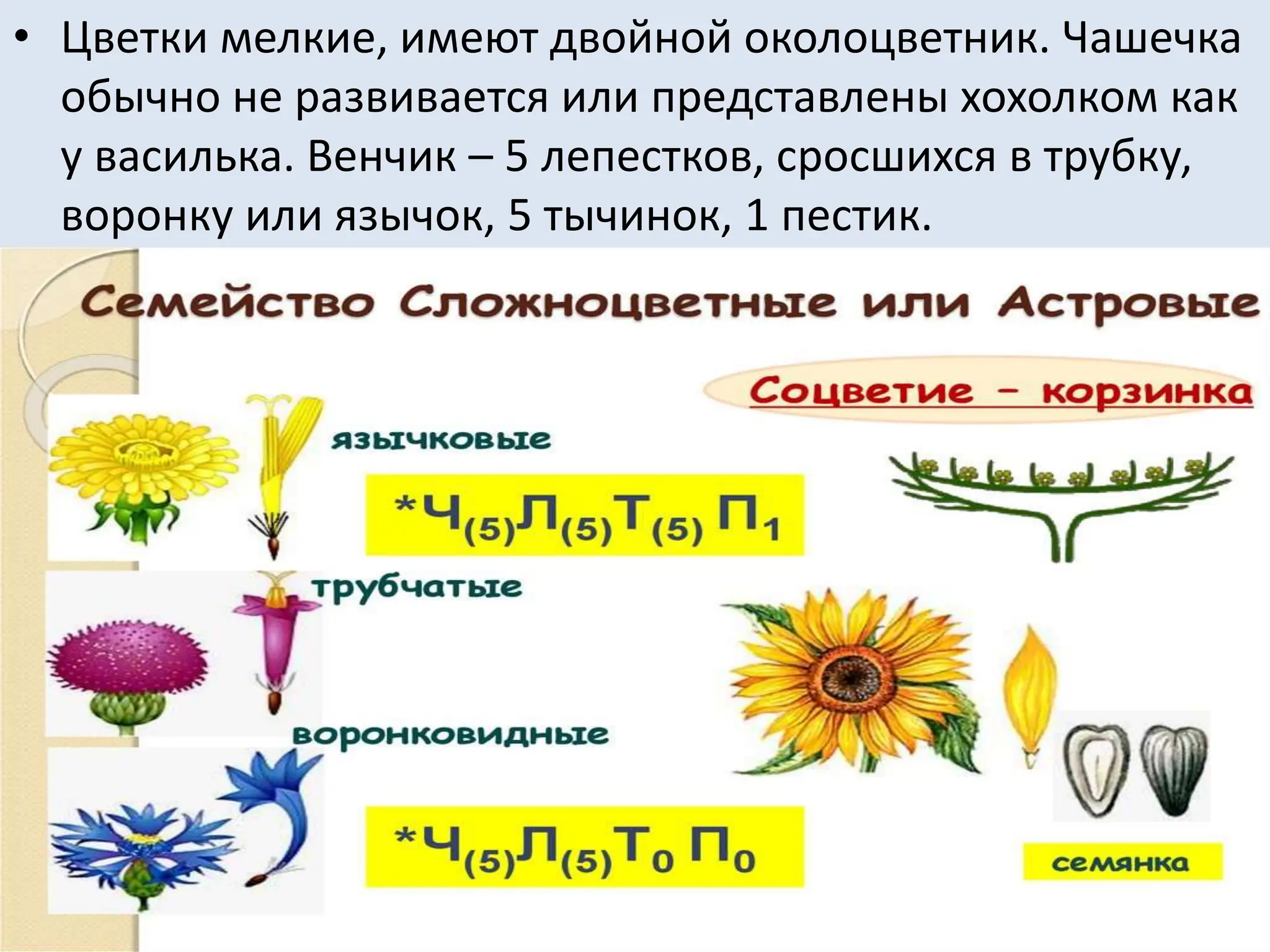 • Цветки мелкие, имеют двойной околоцветник. Чашечка
обычно не развивается или представлены хохолком как
у василька. Венчик – 5 лепестков, сросшихся в трубку,
воронку или язычок, 5 тычинок, 1 пестик.
 