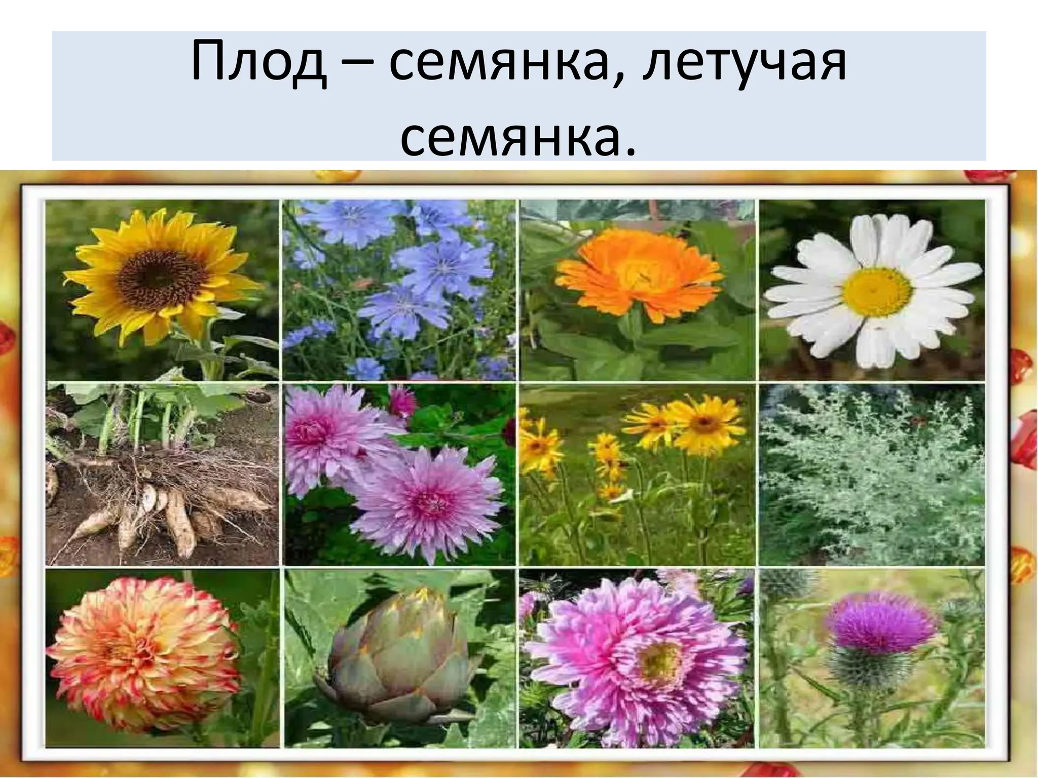 Плод – семянка, летучая
семянка.
 