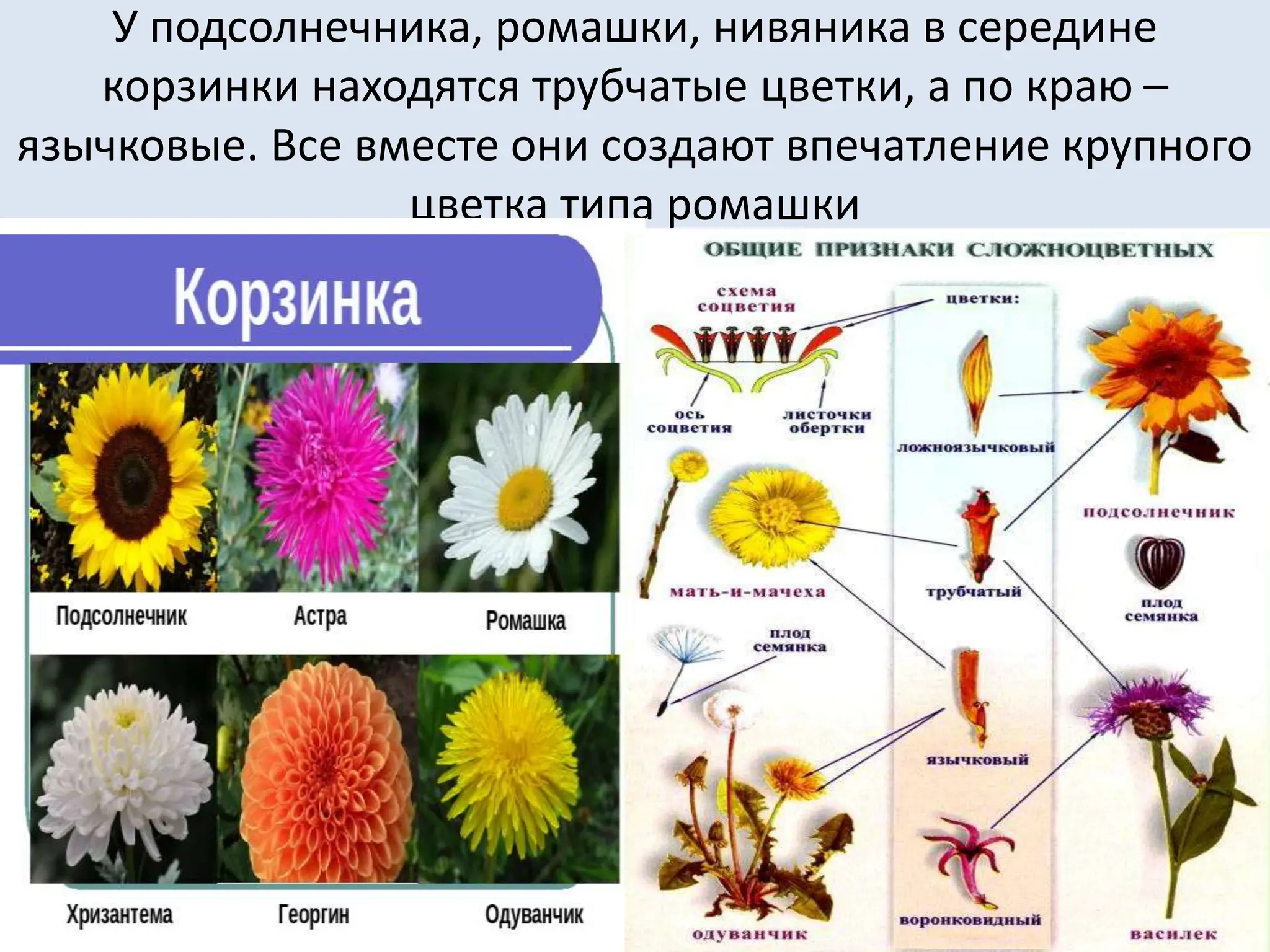 У подсолнечника, ромашки, нивяника в середине
корзинки находятся трубчатые цветки, а по краю –
язычковые. Все вместе они создают впечатление крупного
цветка типа ромашки
 