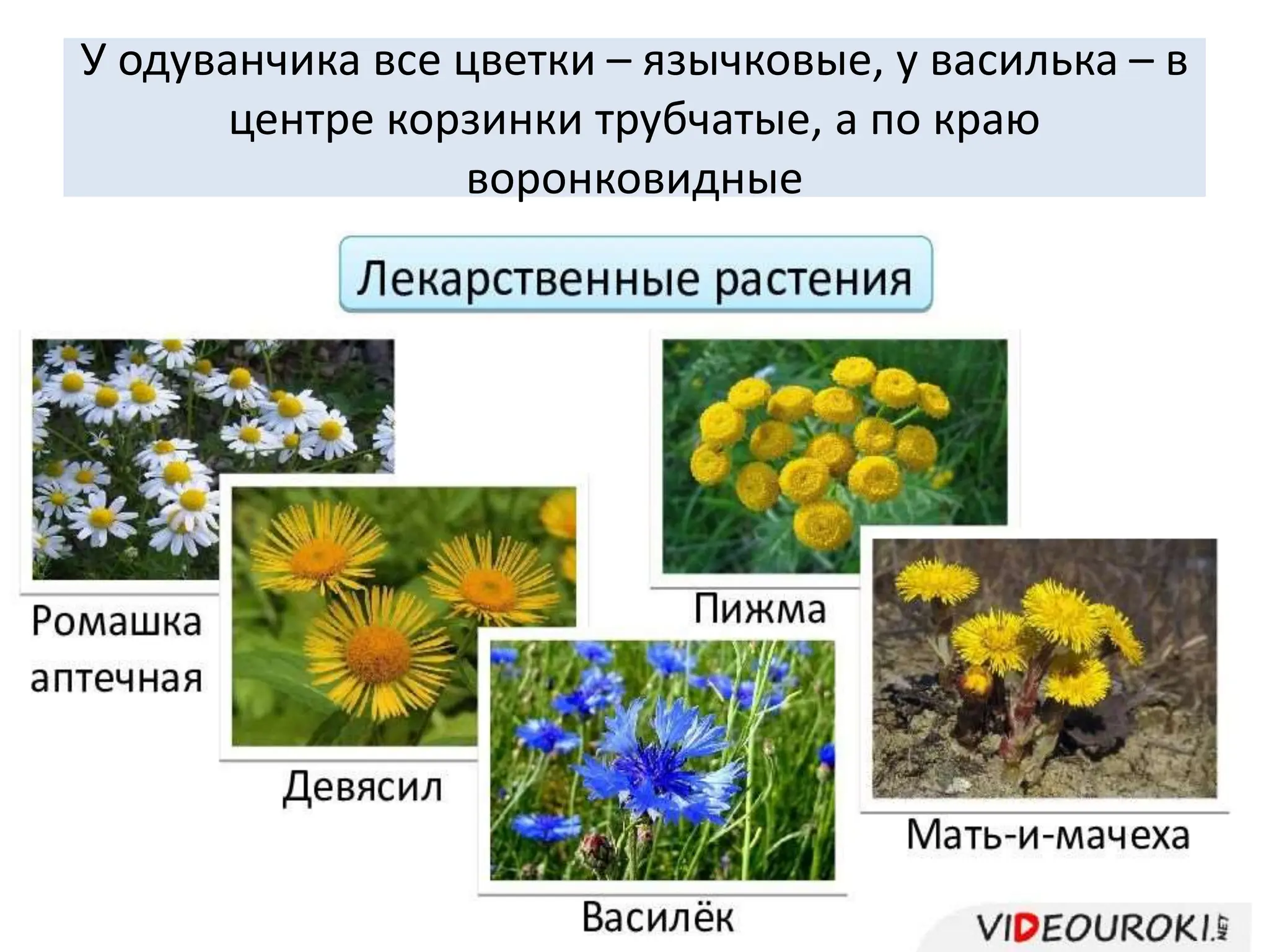 У одуванчика все цветки – язычковые, у василька – в
центре корзинки трубчатые, а по краю
воронковидные
 