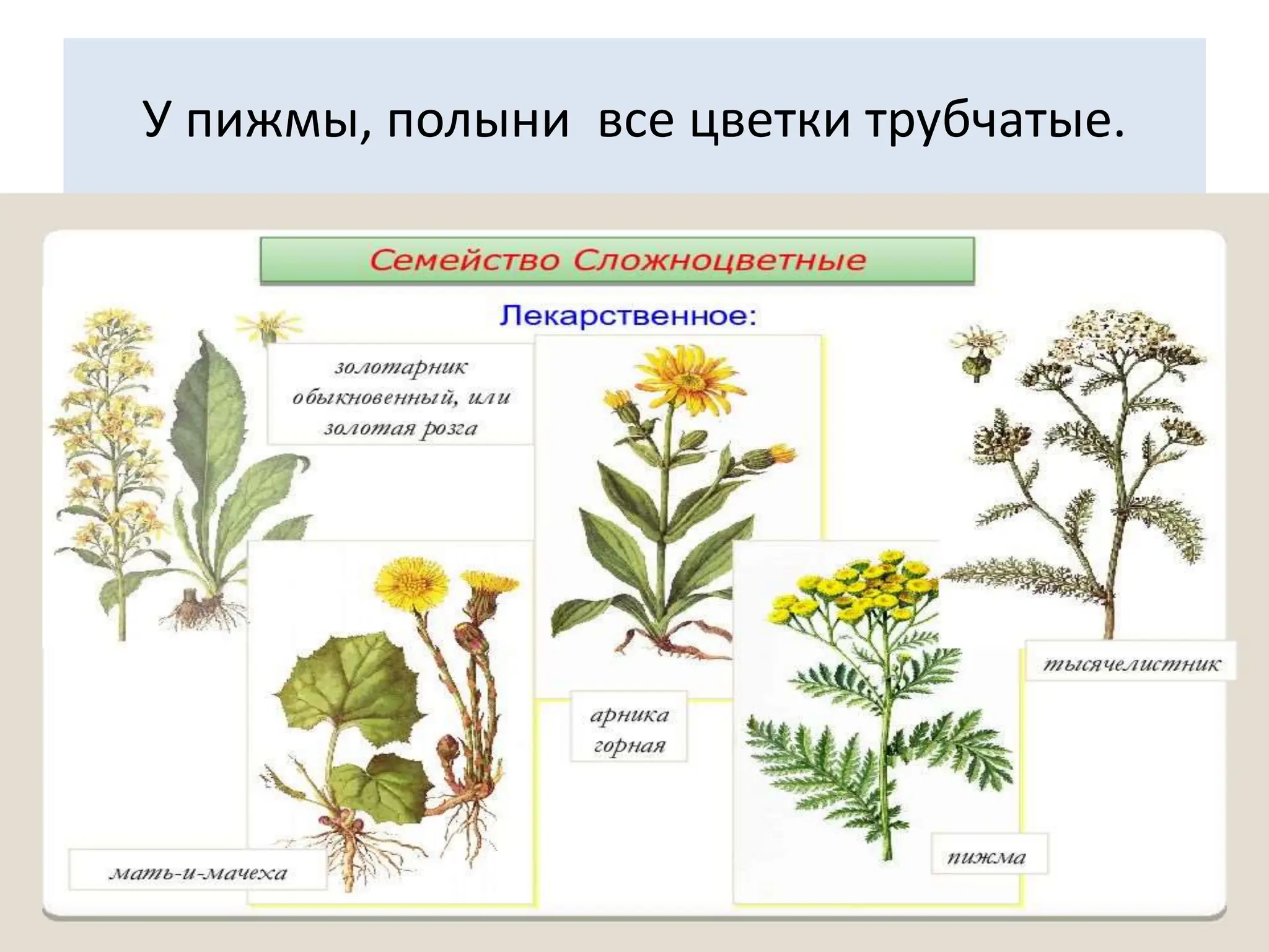 У пижмы, полыни все цветки трубчатые.
 
