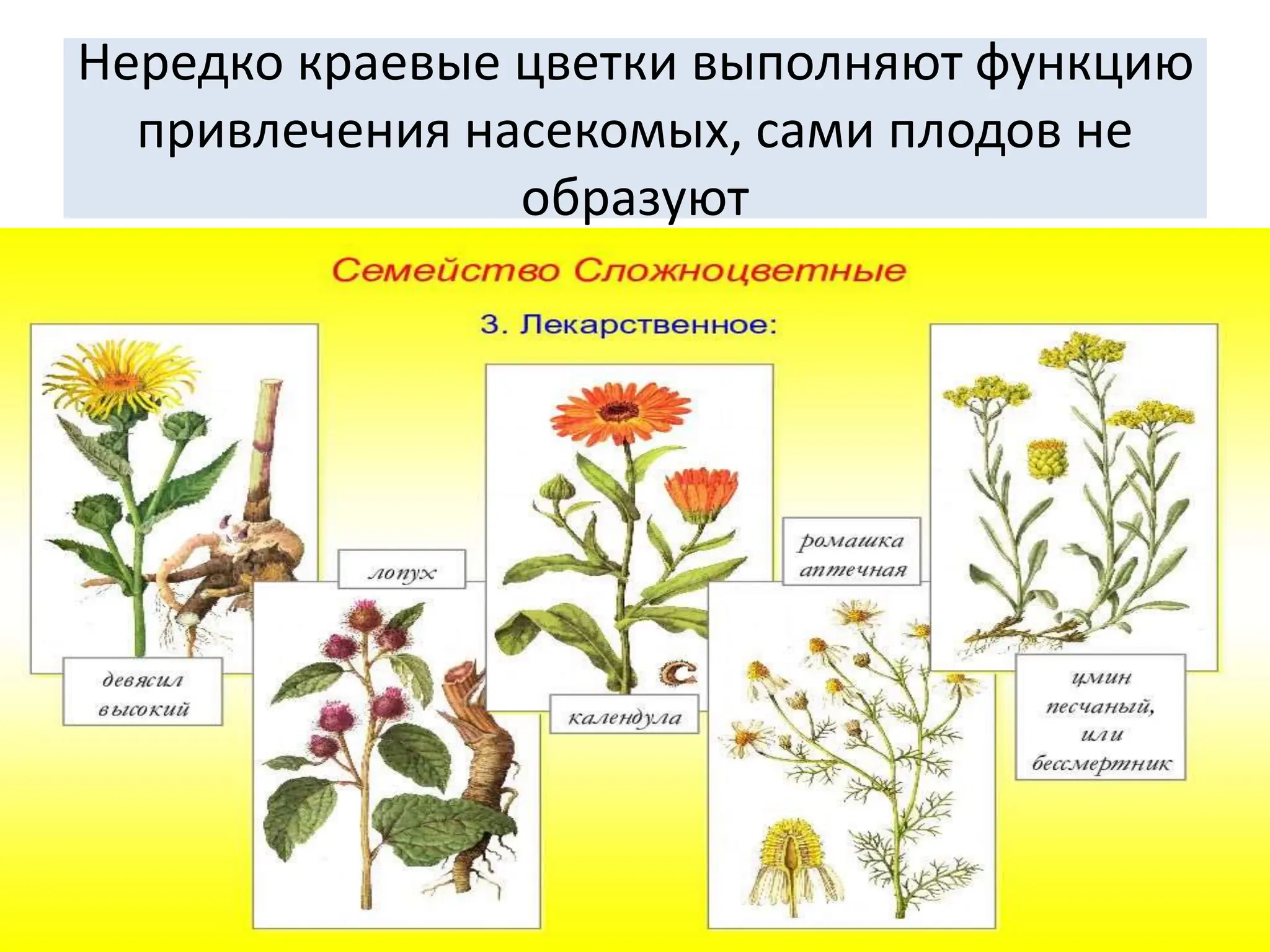 Нередко краевые цветки выполняют функцию
привлечения насекомых, сами плодов не
образуют
 
