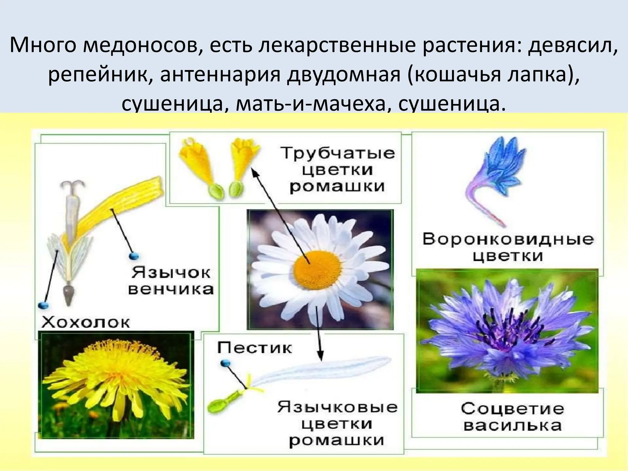 Много медоносов, есть лекарственные растения: девясил,
репейник, антеннария двудомная (кошачья лапка),
сушеница, мать-и-мачеха, сушеница.
 