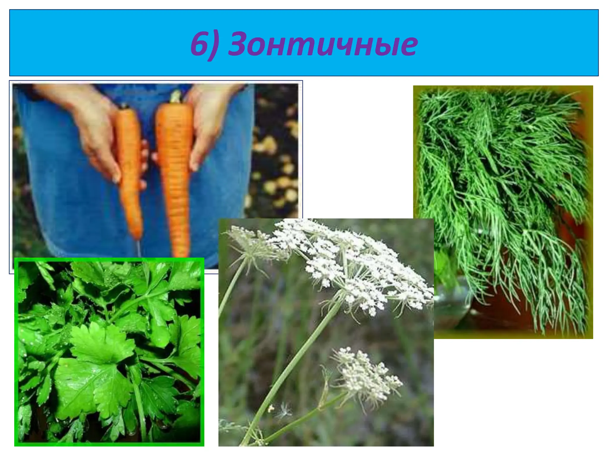 6) Зонтичные
 